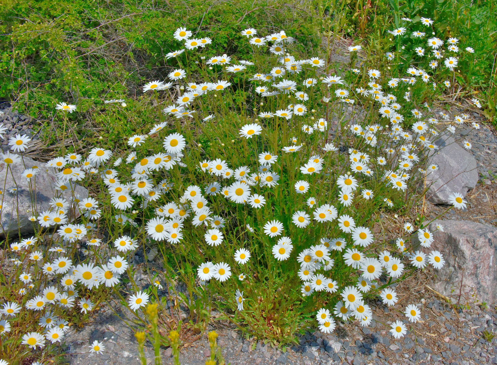 Valokuvaaja: Reijo Juurinen