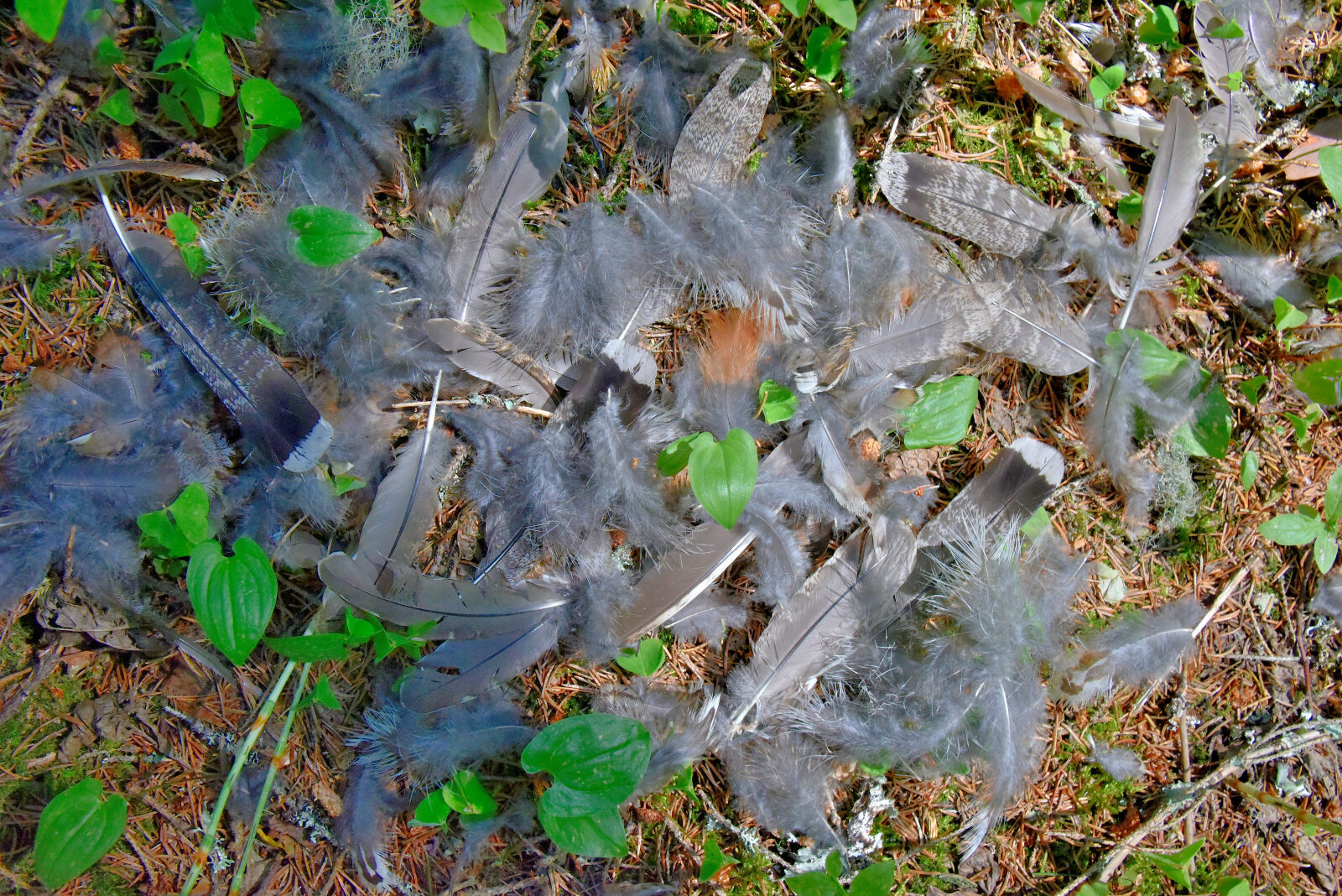 Valokuvaaja: Reijo Juurinen