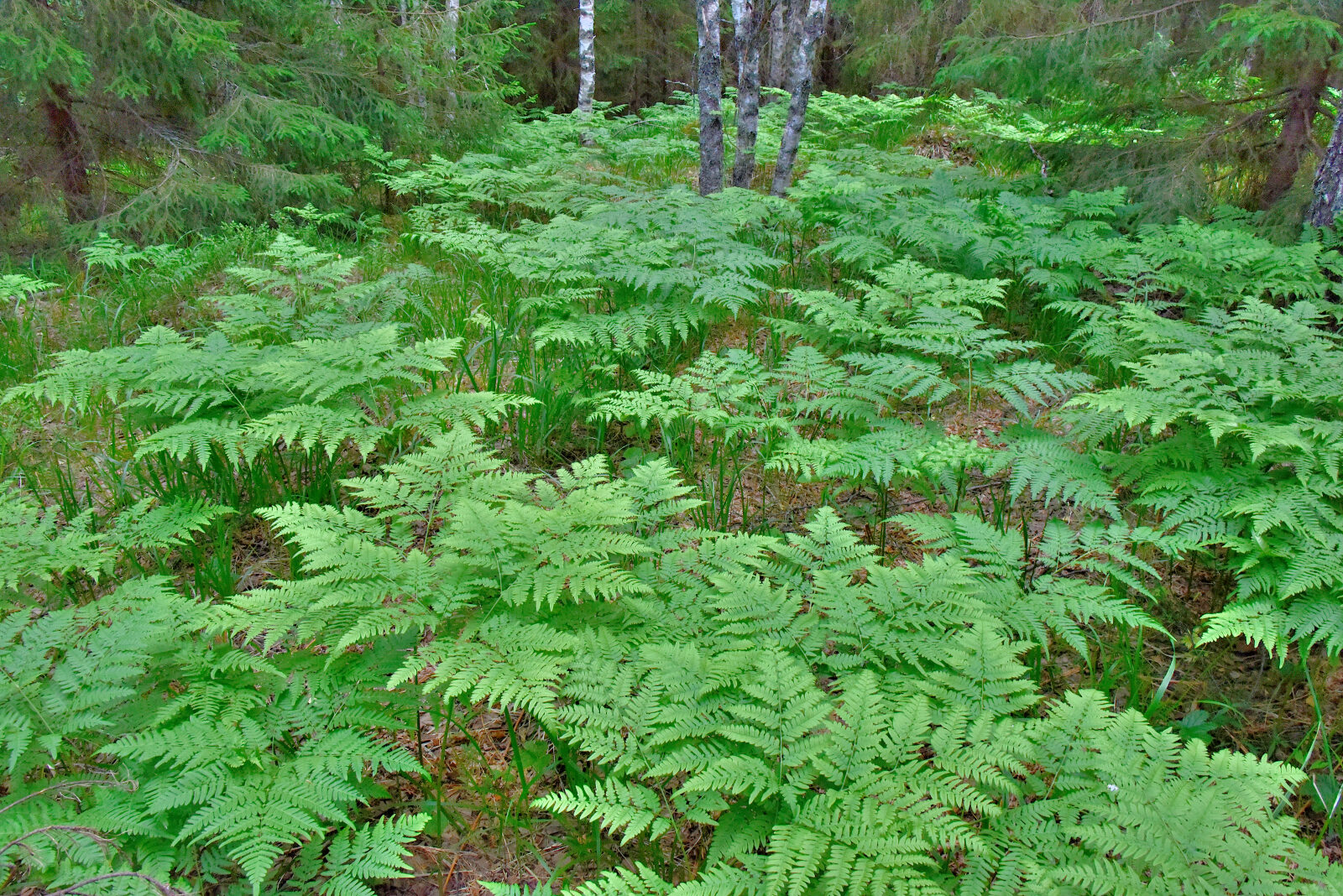 Valokuvaaja: Reijo Juurinen