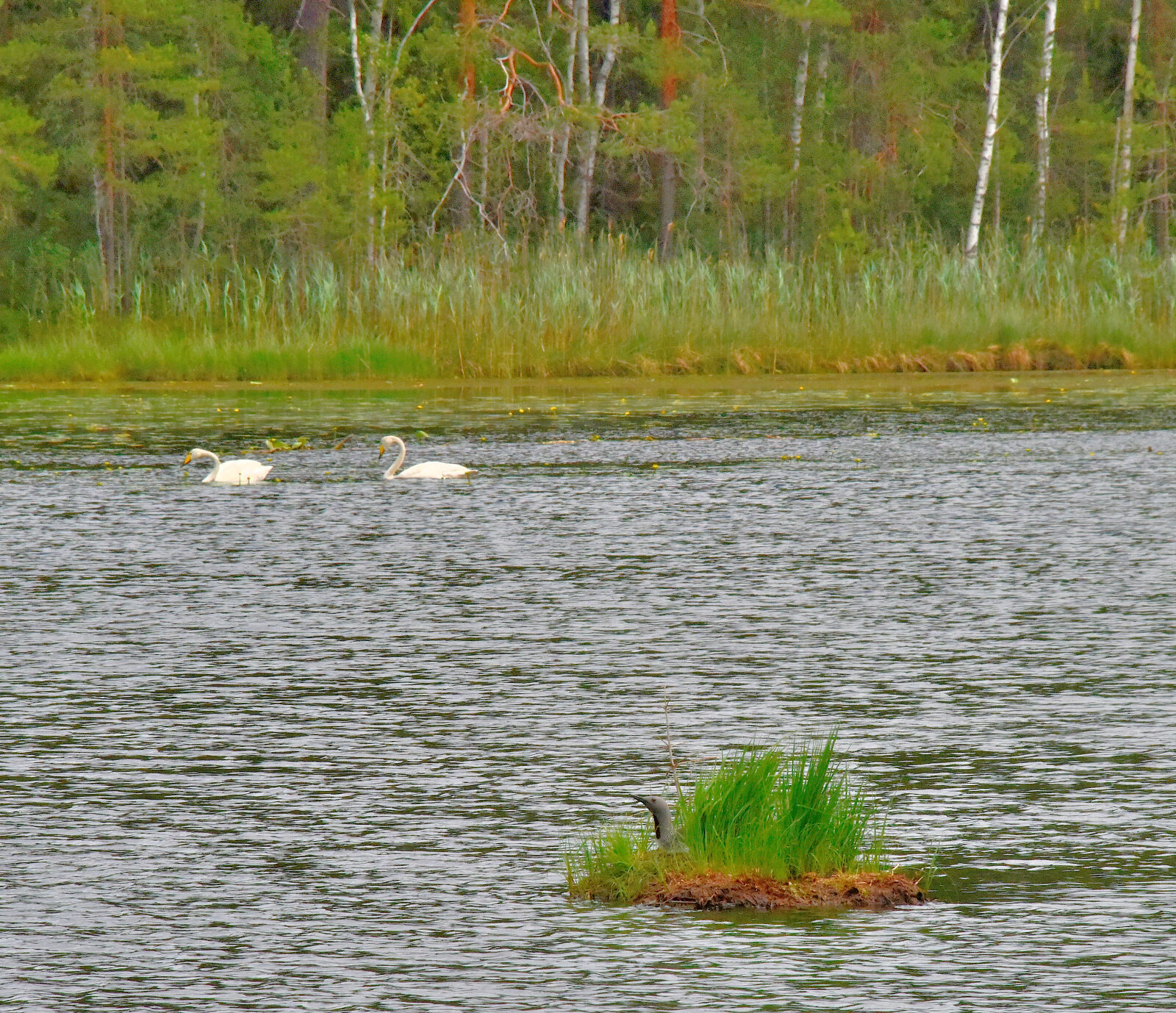Valokuvaaja: Reijo Juurinen