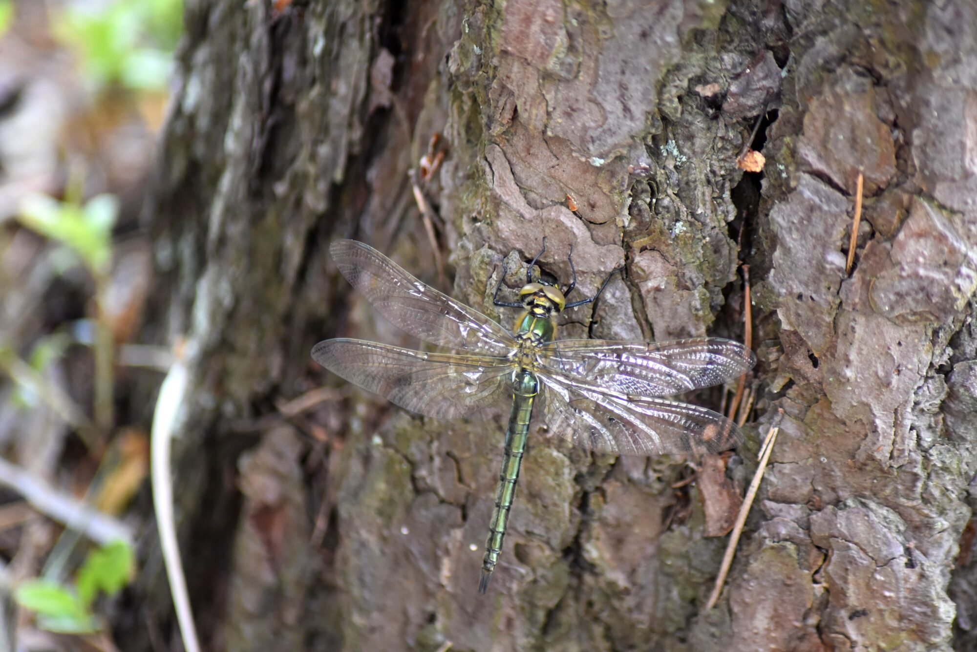 Valokuvaaja: Minna Glad