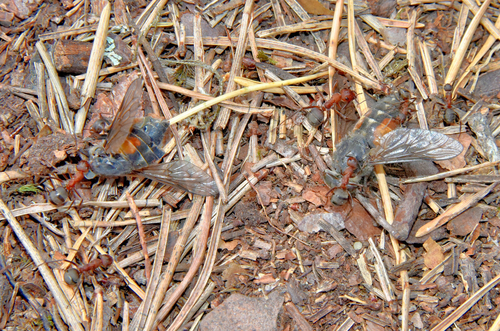 Valokuvaaja: Reijo Juurinen