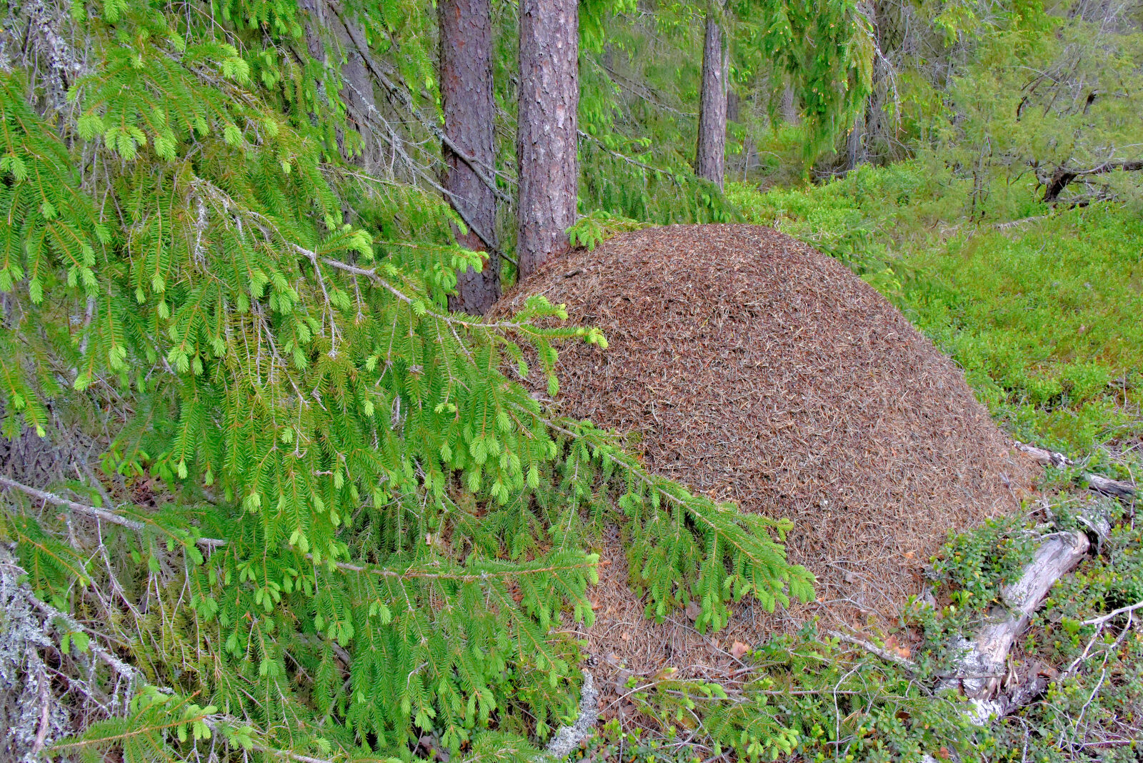 Valokuvaaja: Reijo Juurinen Valokuvaaja: Reijo Juurinen