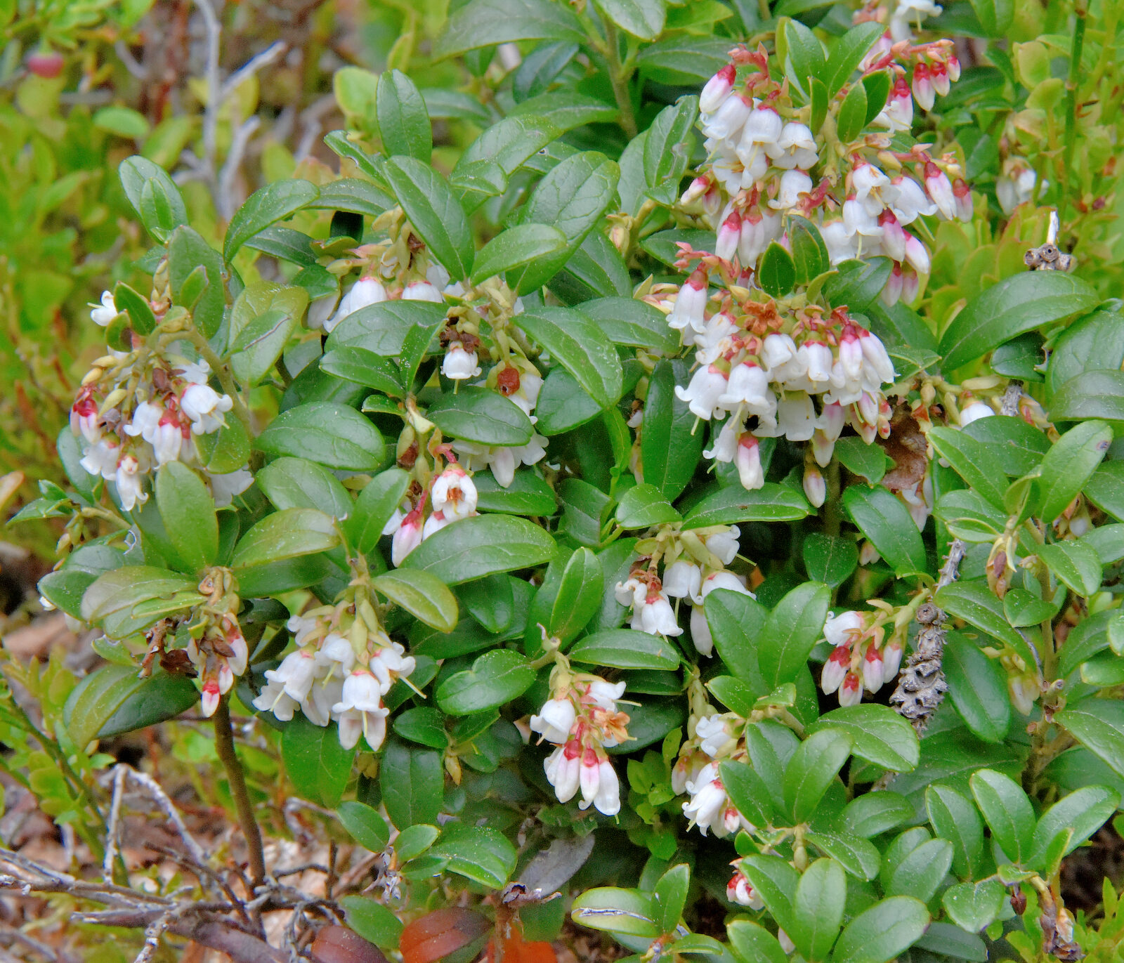 Valokuvaaja: Reijo Juurinen