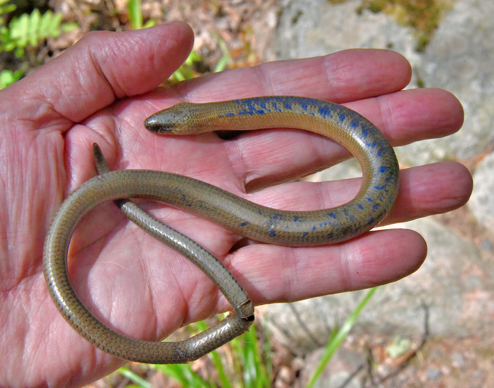 Valokuvaaja: Reijo Juurinen