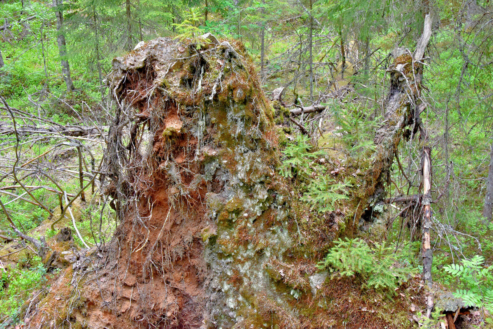 Valokuvaaja: Reijo Juurinen