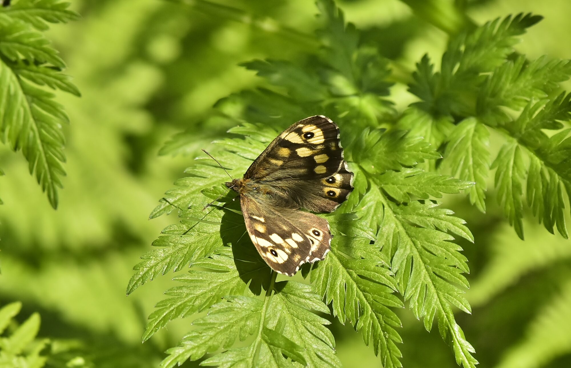 Valokuvaaja: Markku Pelkonen Valokuvaaja: Markku Pelkonen