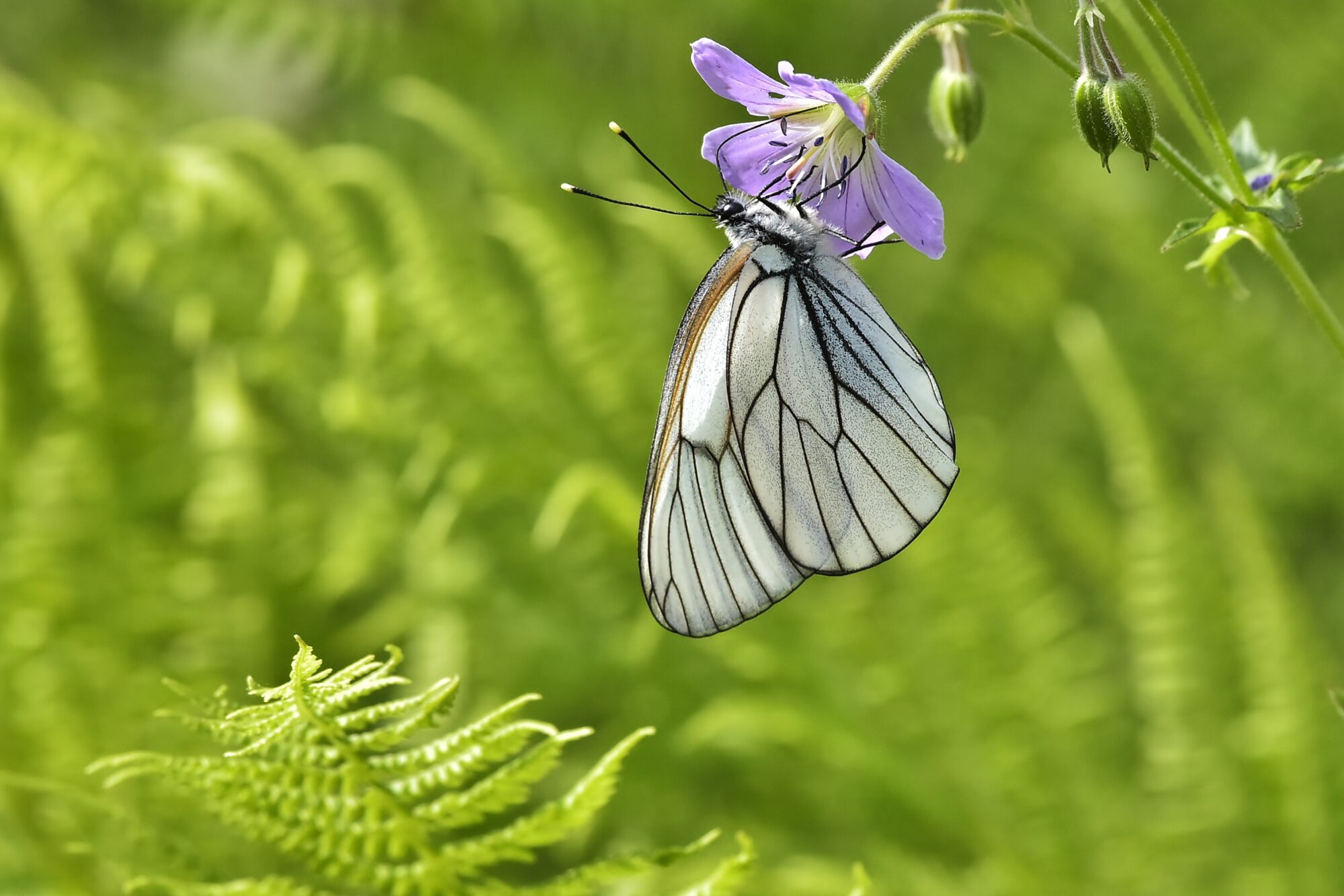 Valokuvaaja: Markku Pelkonen