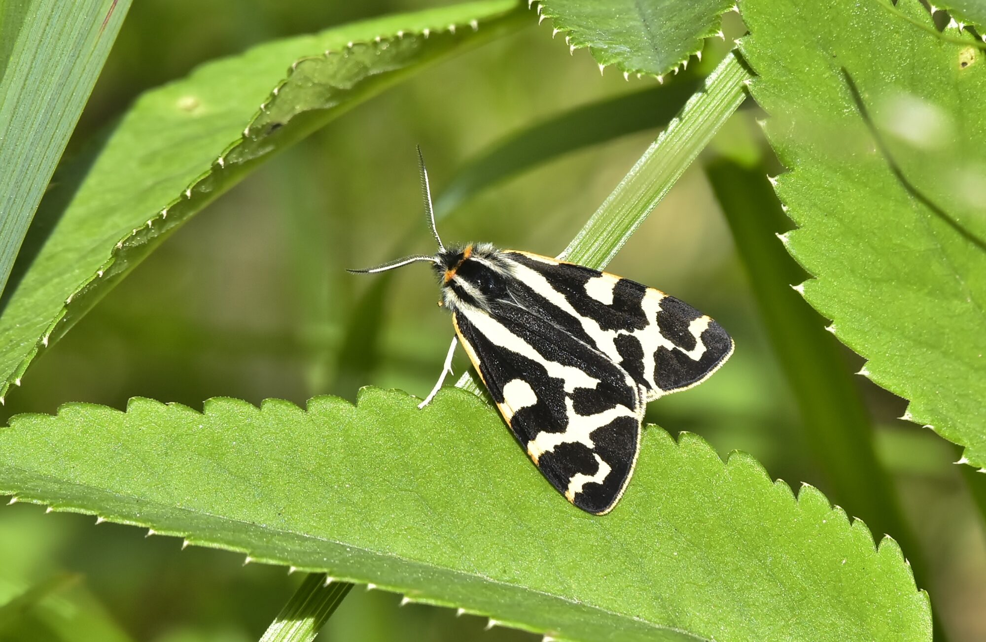 Valokuvaaja: Markku Pelkonen