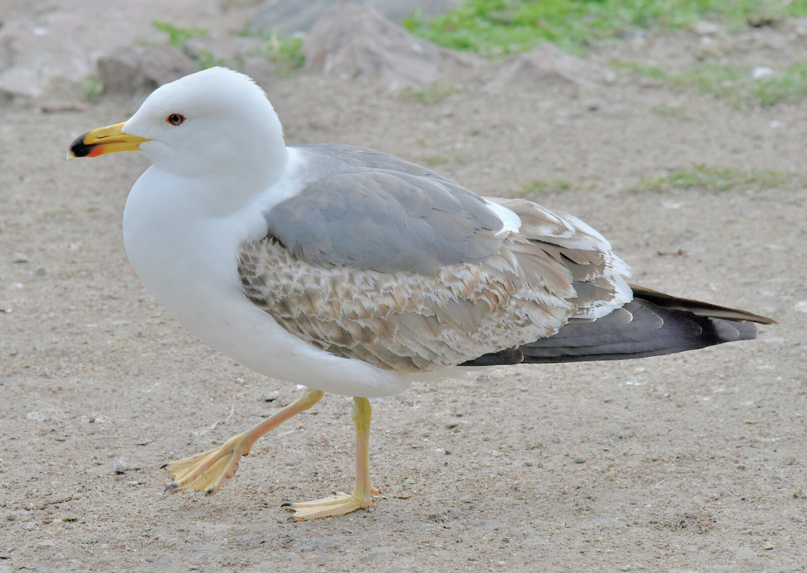 Valokuvaaja: Reijo Juurinen
