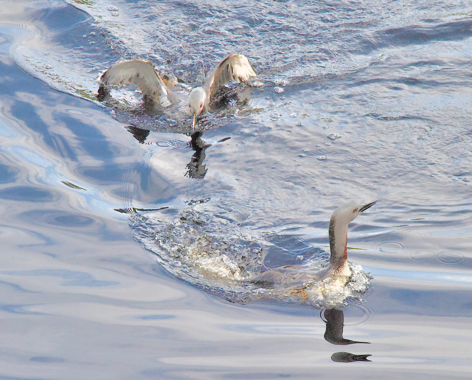 Valokuvaaja: Reijo Juurinen