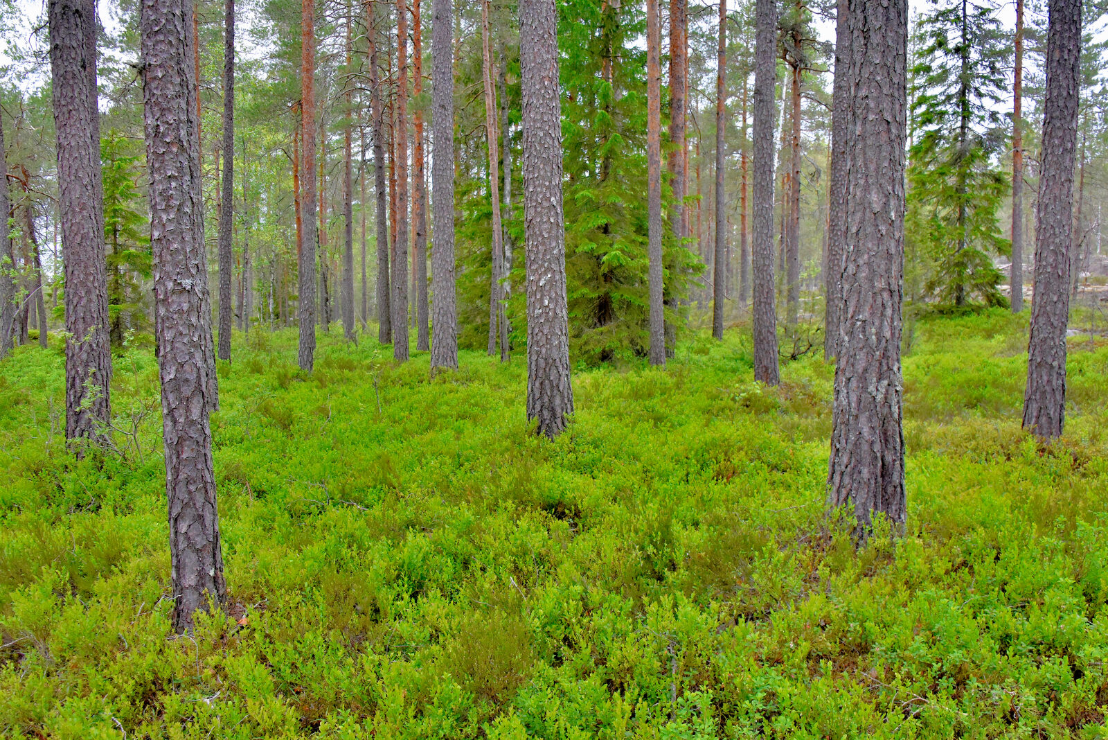 Valokuvaaja: Reijo Juurinen Valokuvaaja: Reijo Juurinen