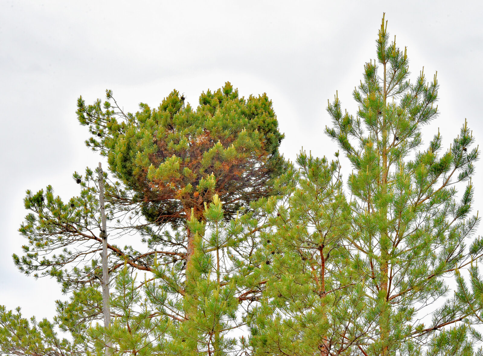 Valokuvaaja: Reijo Juurinen Valokuvaaja: Reijo Juurinen