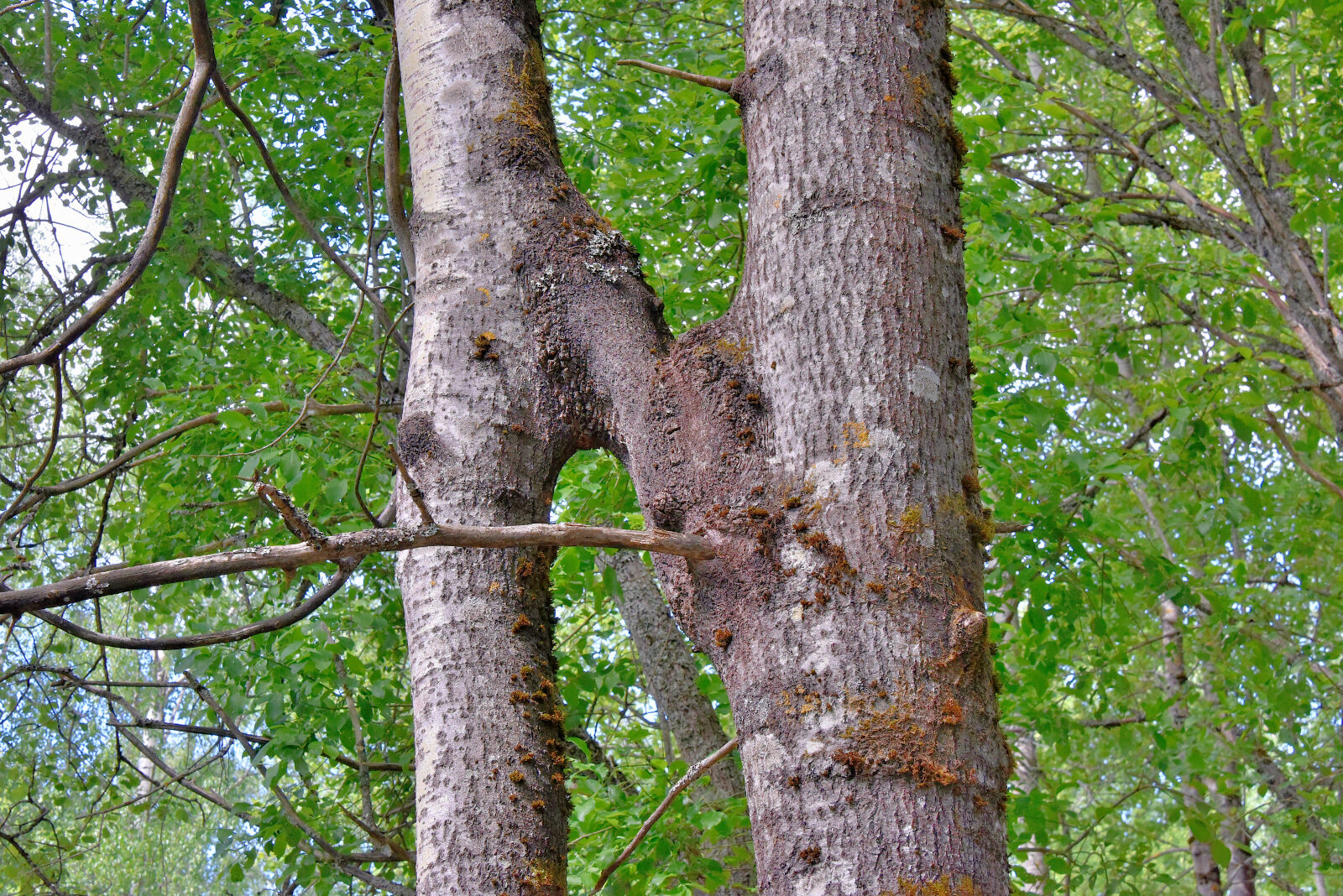 Valokuvaaja: Reijo Juurinen