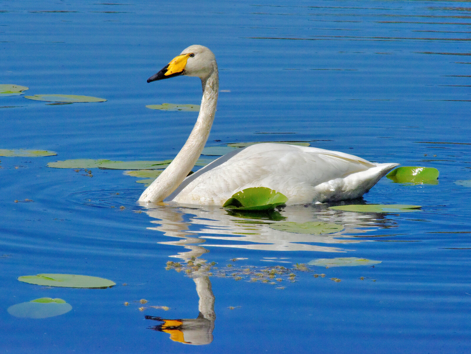 Valokuvaaja: Reijo Juurinen Valokuvaaja: Reijo Juurinen