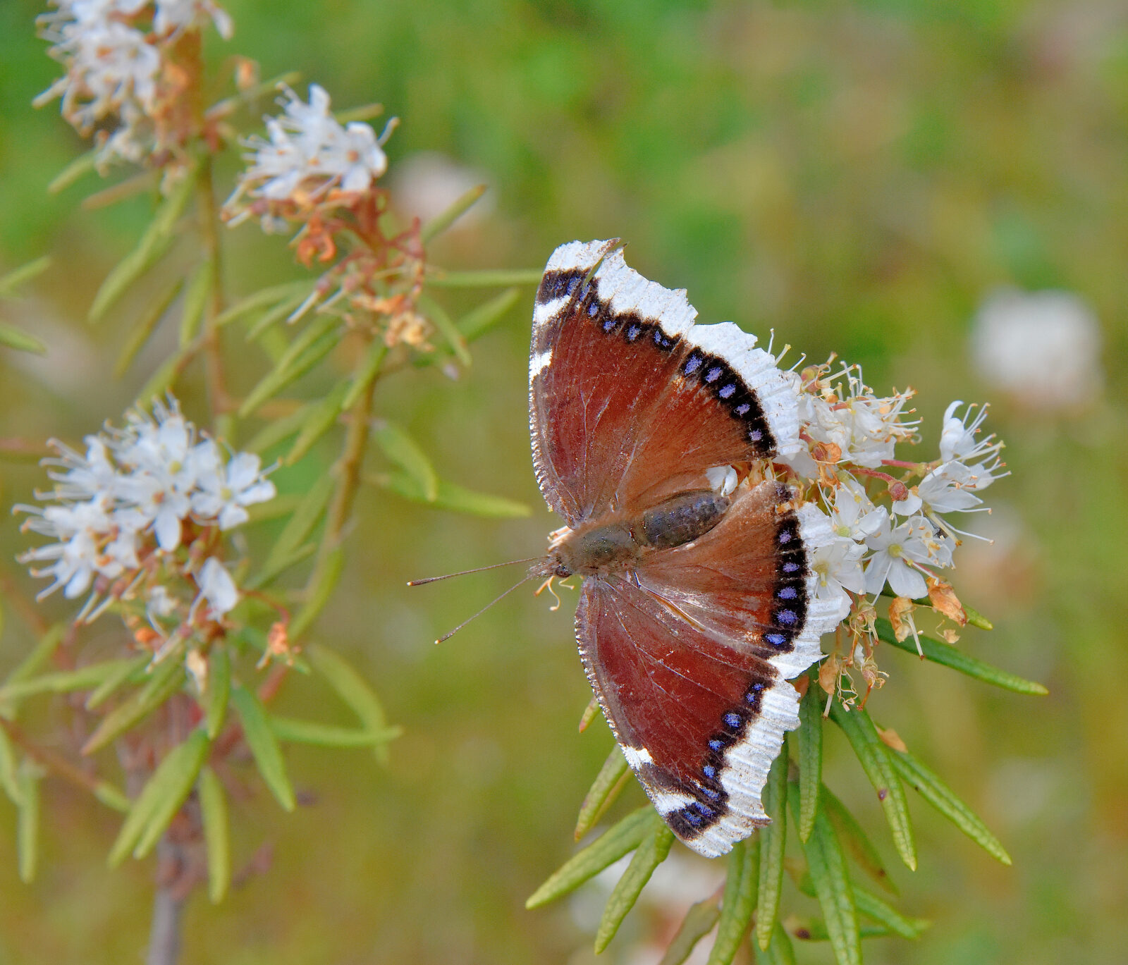 Valokuvaaja: Reijo Juurinen Valokuvaaja: Reijo Juurinen