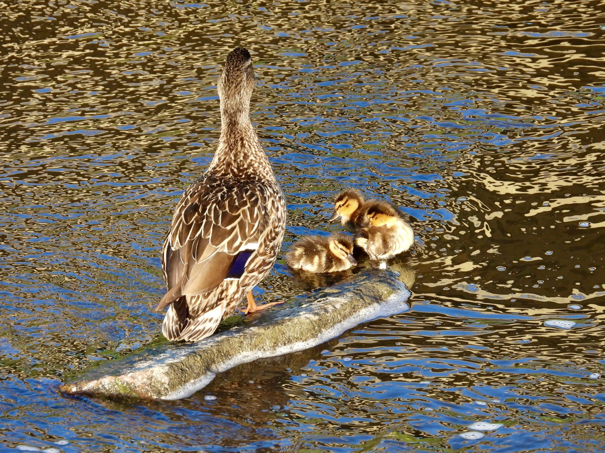 Valokuvaaja: Juhani Peltonen