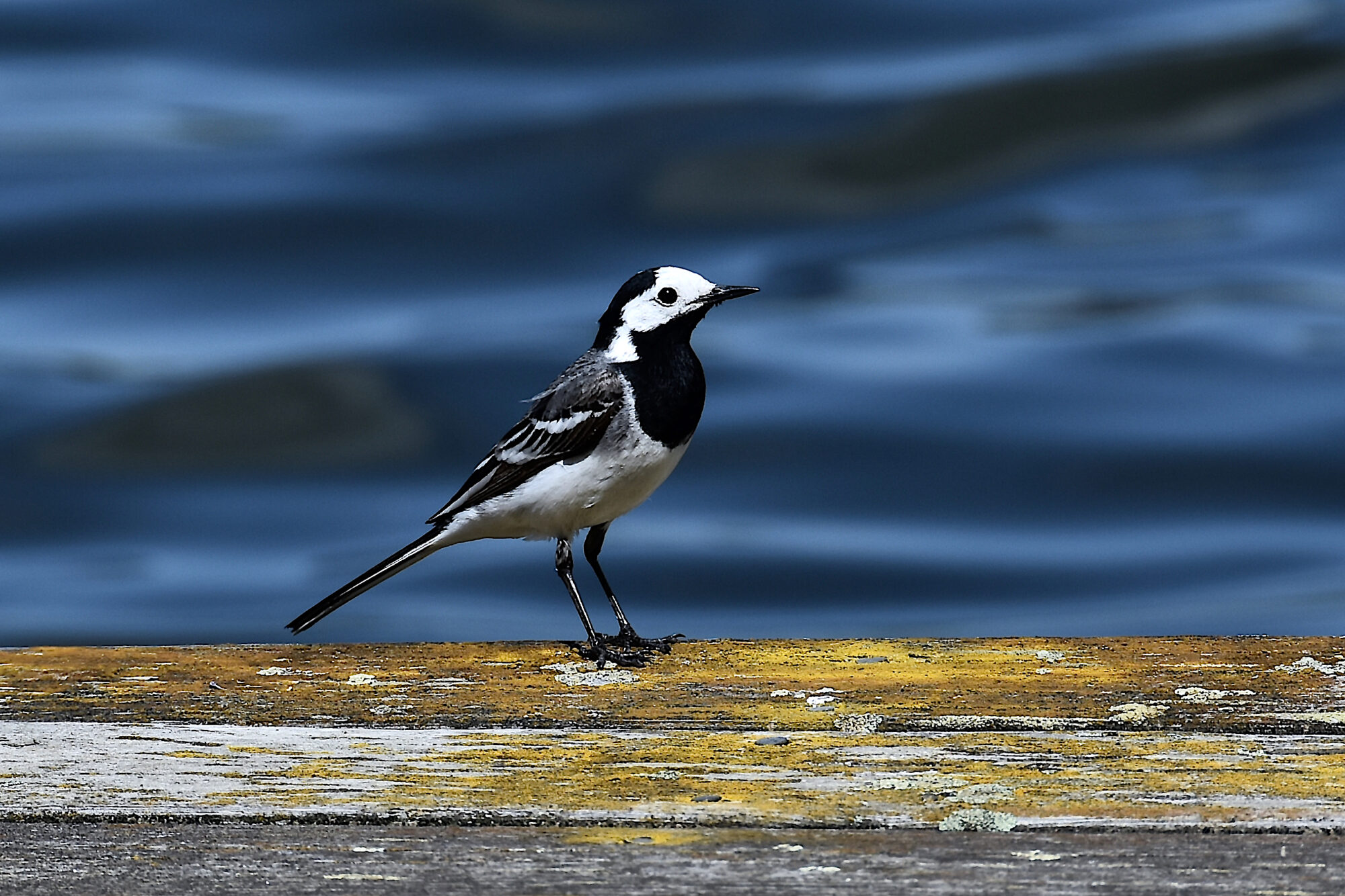 Valokuvaaja: Lasse Rokka