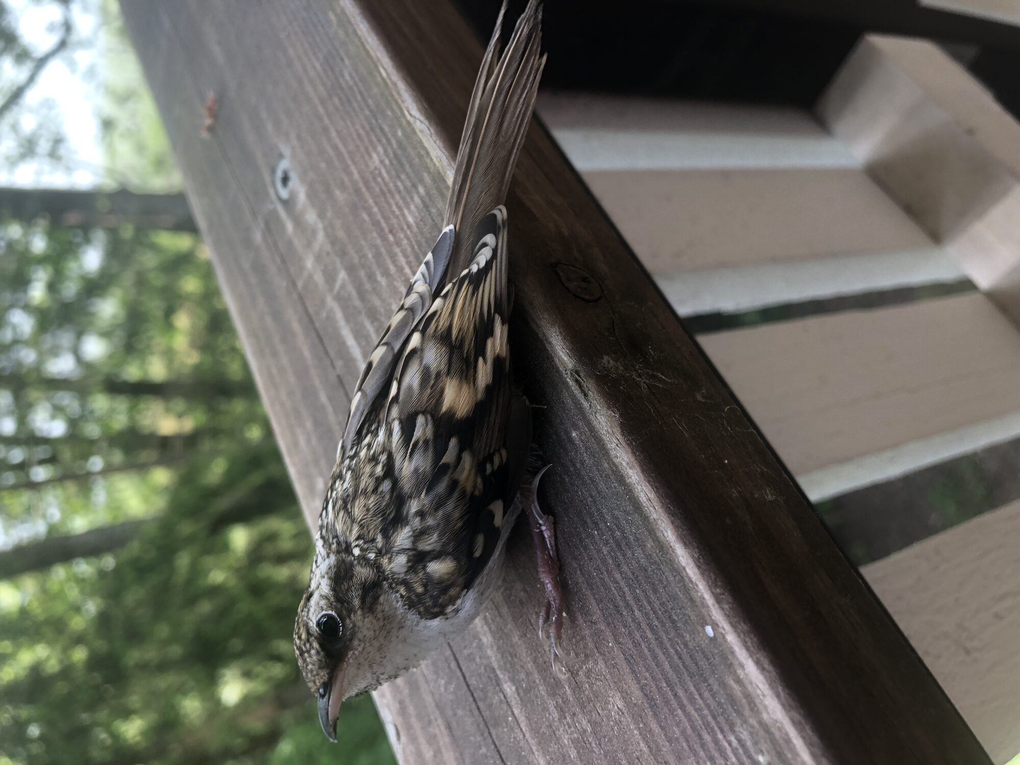 Valokuvaaja: Ismo Käkönen
