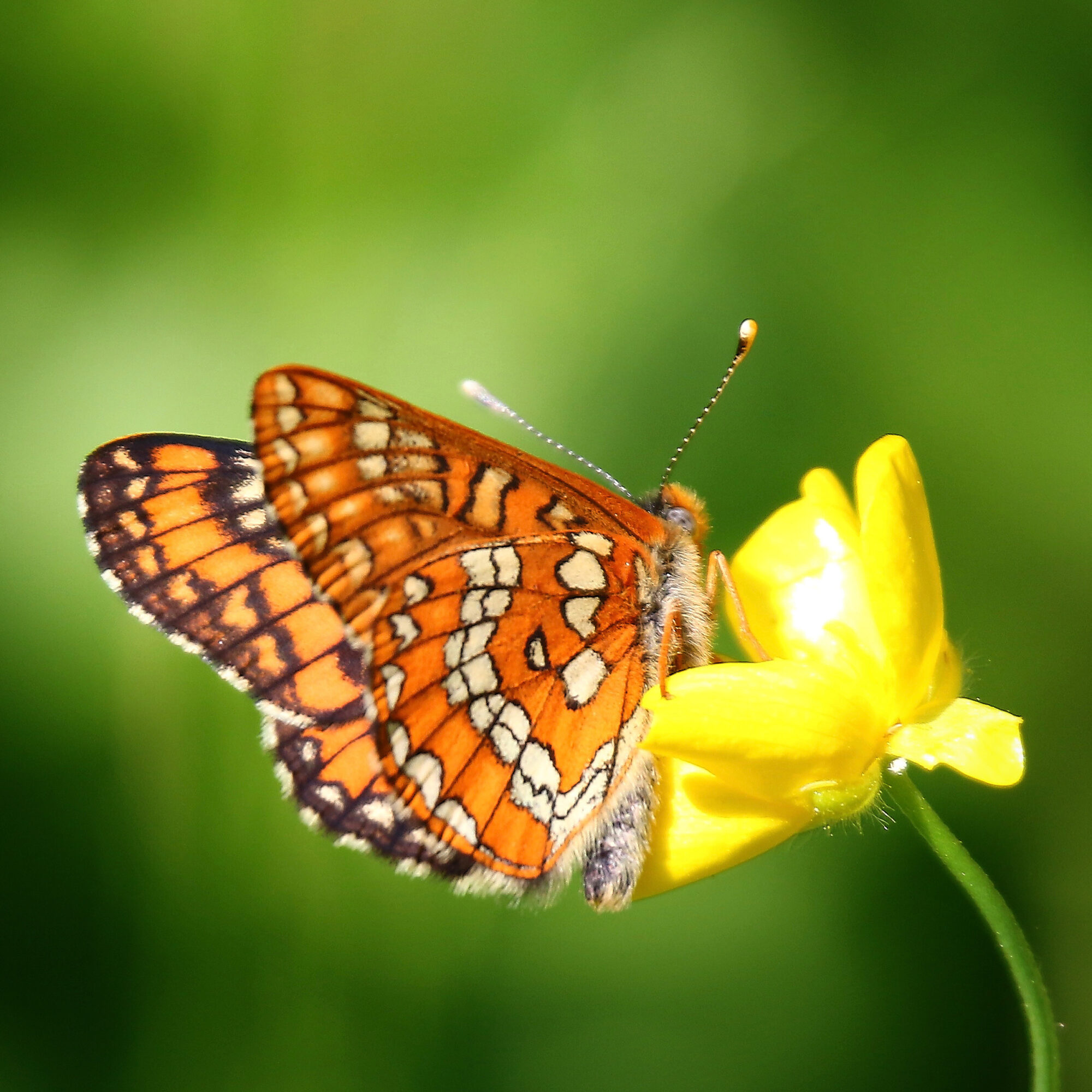 Valokuvaaja: Mikko Siikavesi