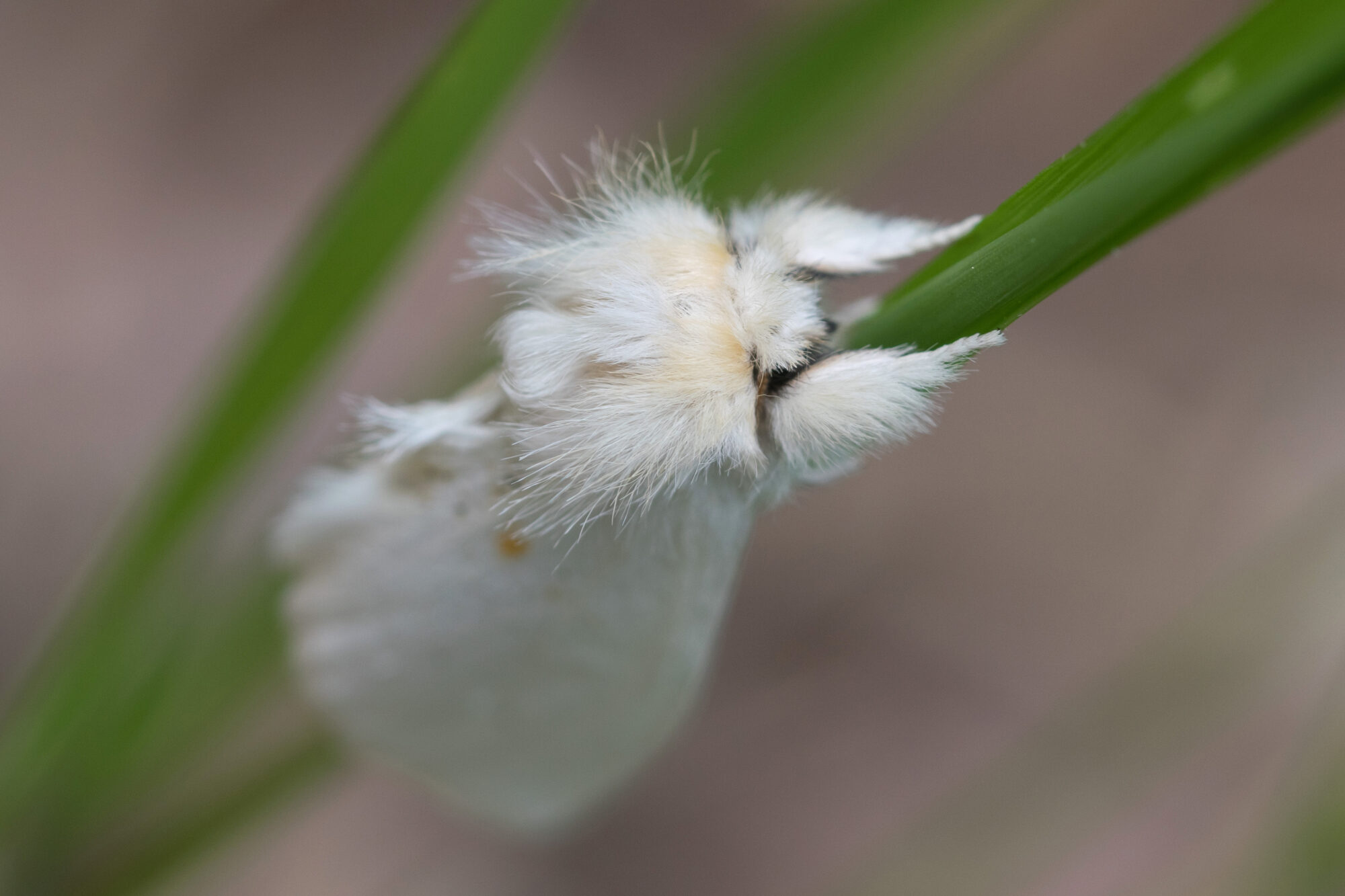 Valokuvaaja: Päivi Mustonen Valokuvaaja: Päivi Mustonen