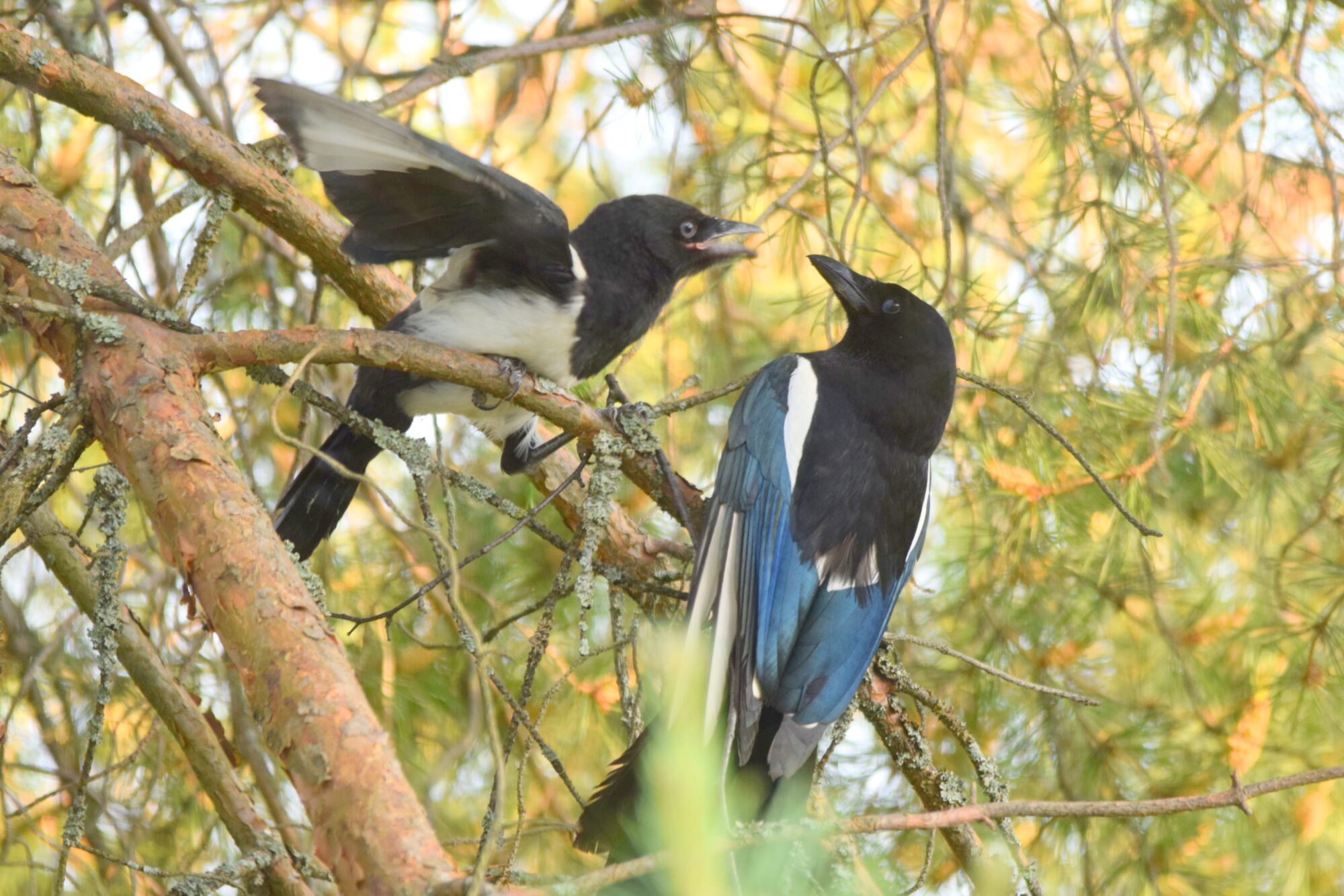 Valokuvaaja: Kaarlo Asikainen
