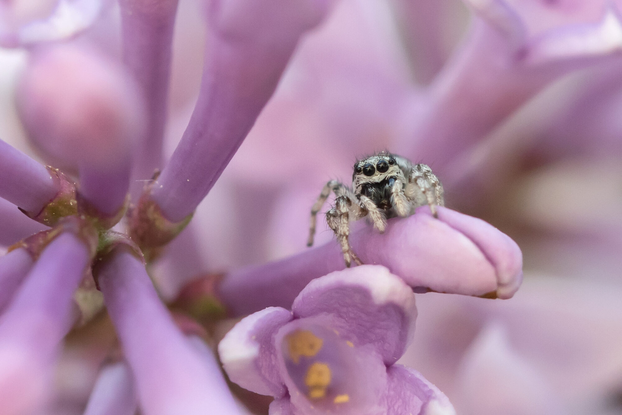 Valokuvaaja: Päivi Mustonen