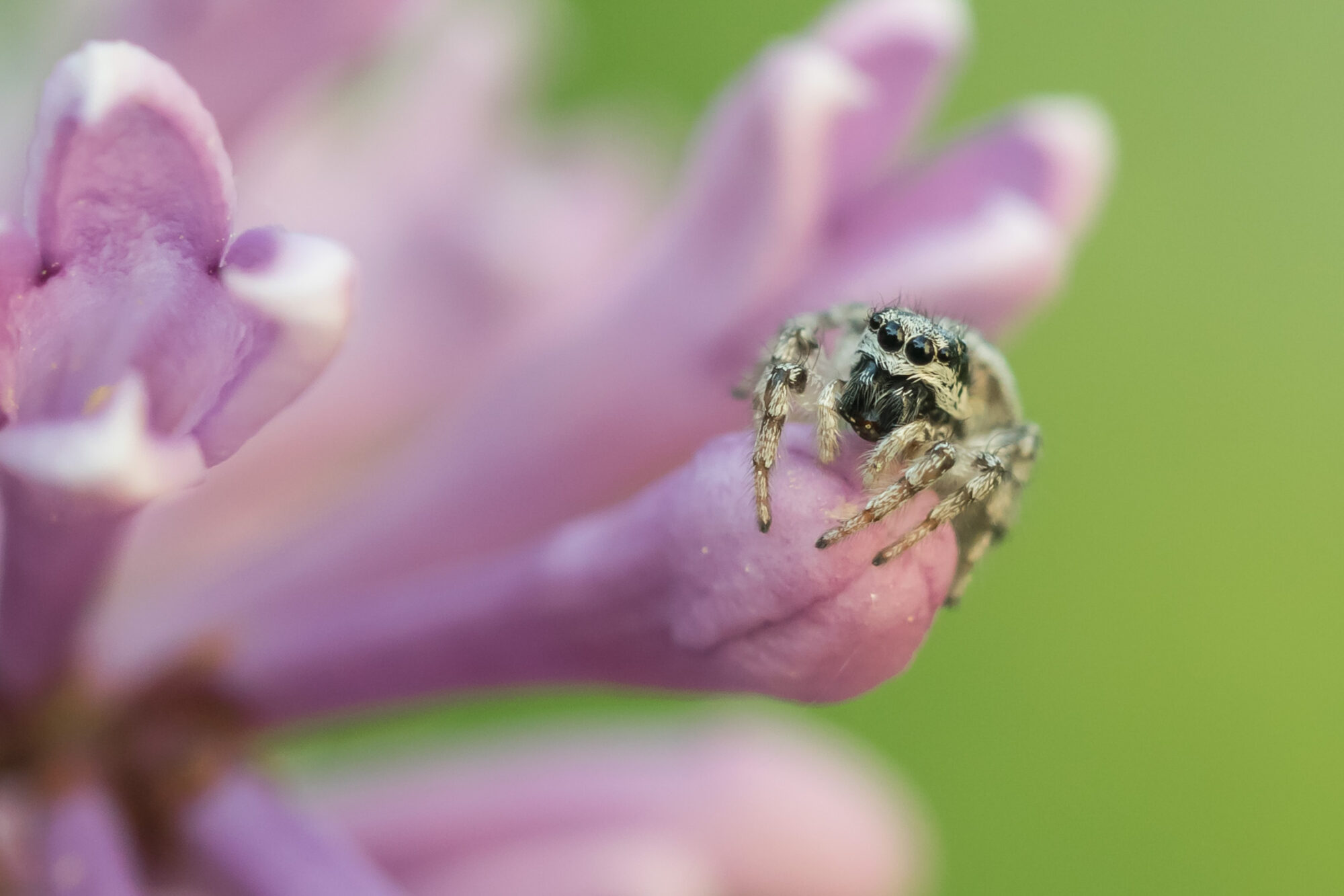 Valokuvaaja: Päivi Mustonen