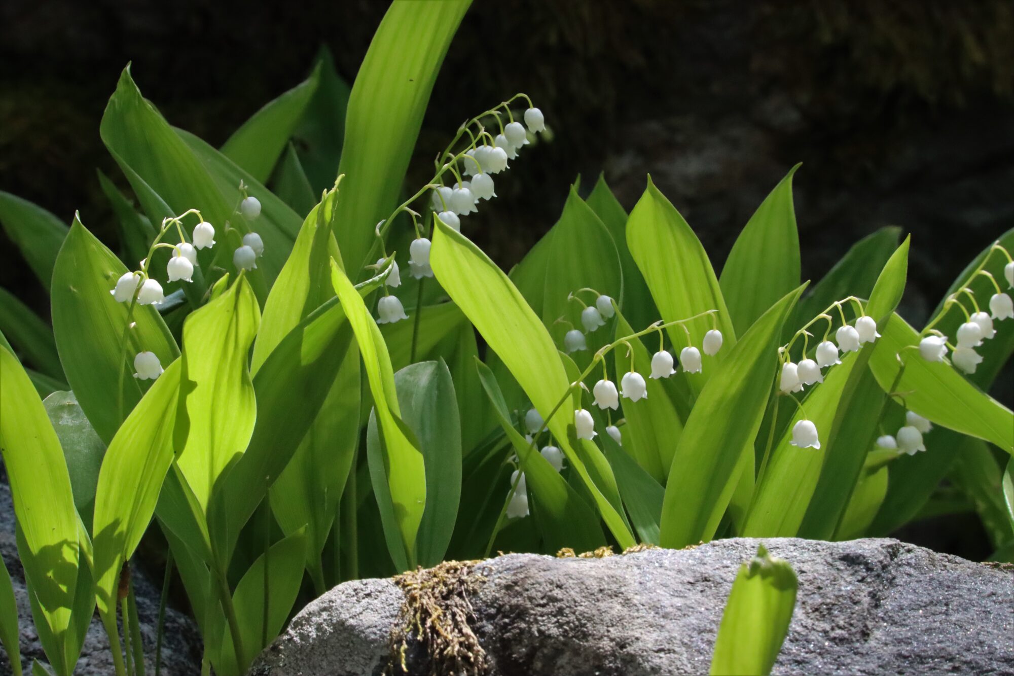 Valokuvaaja: Irja Lehtinen