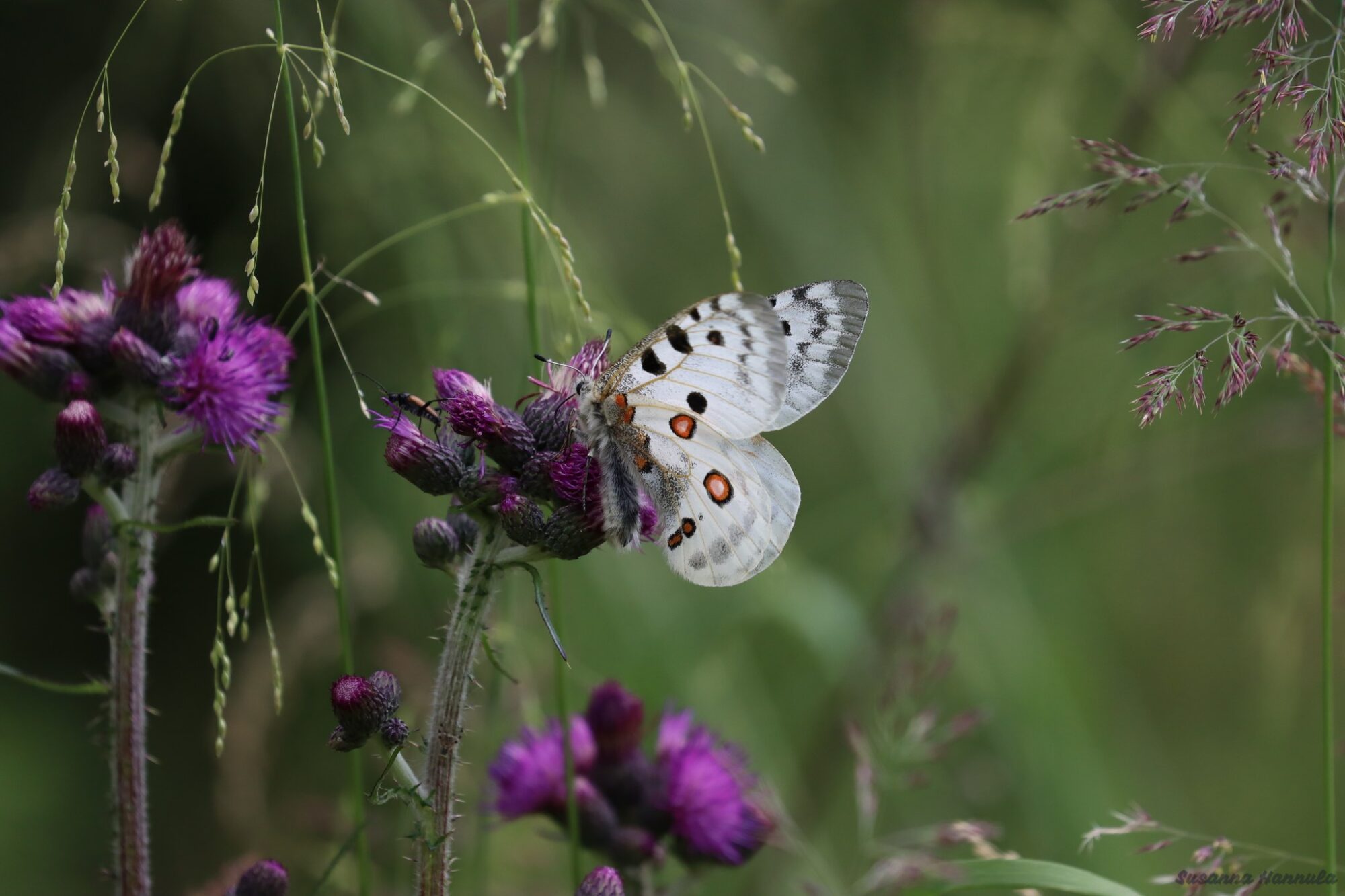 Valokuvaaja: Susanna Hannula