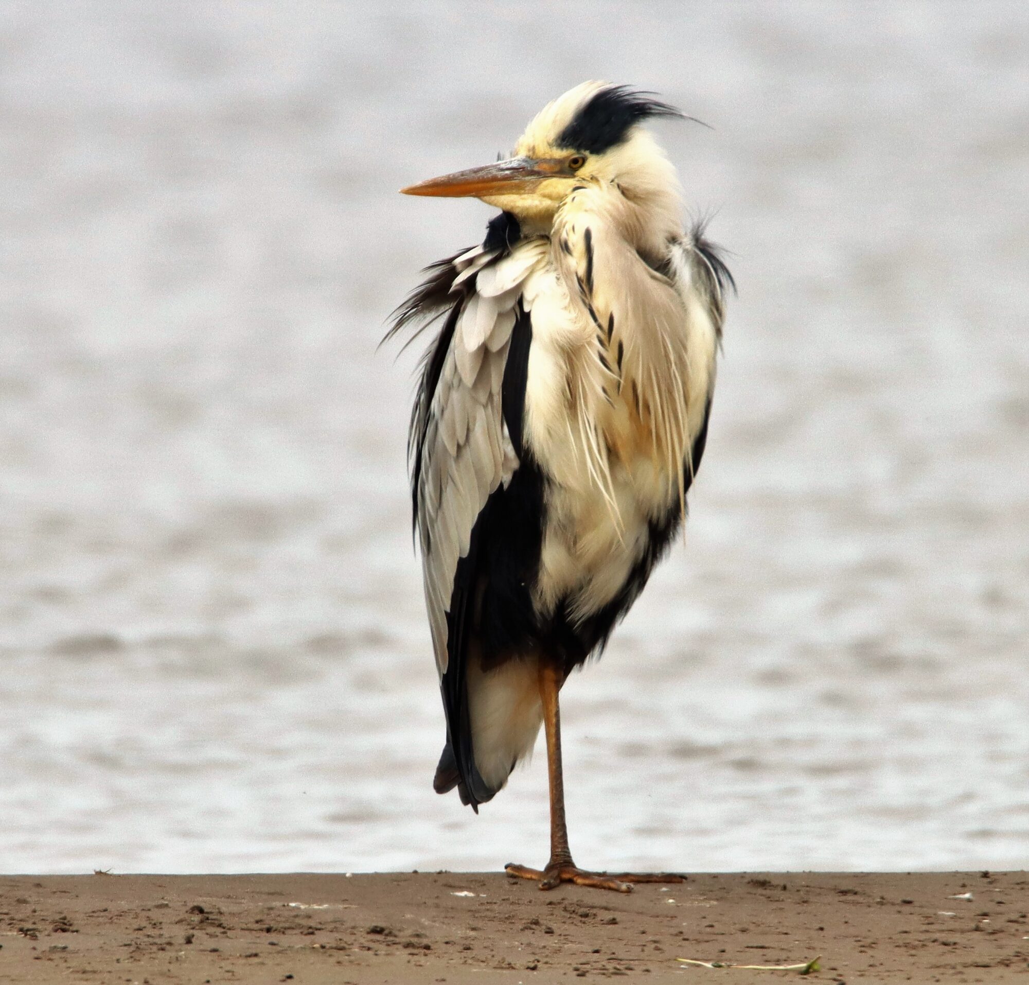 Valokuvaaja: Irja Lehtinen