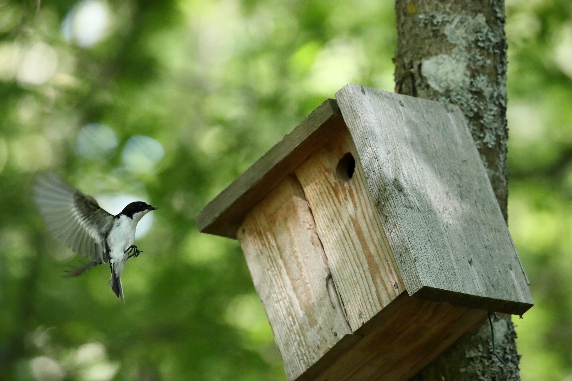 Valokuvaaja: Lasse Kokko