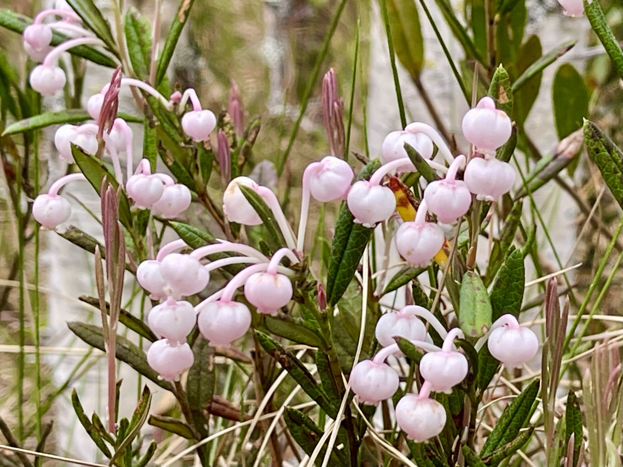 Valokuvaaja: Liisa Niiva-Korpela