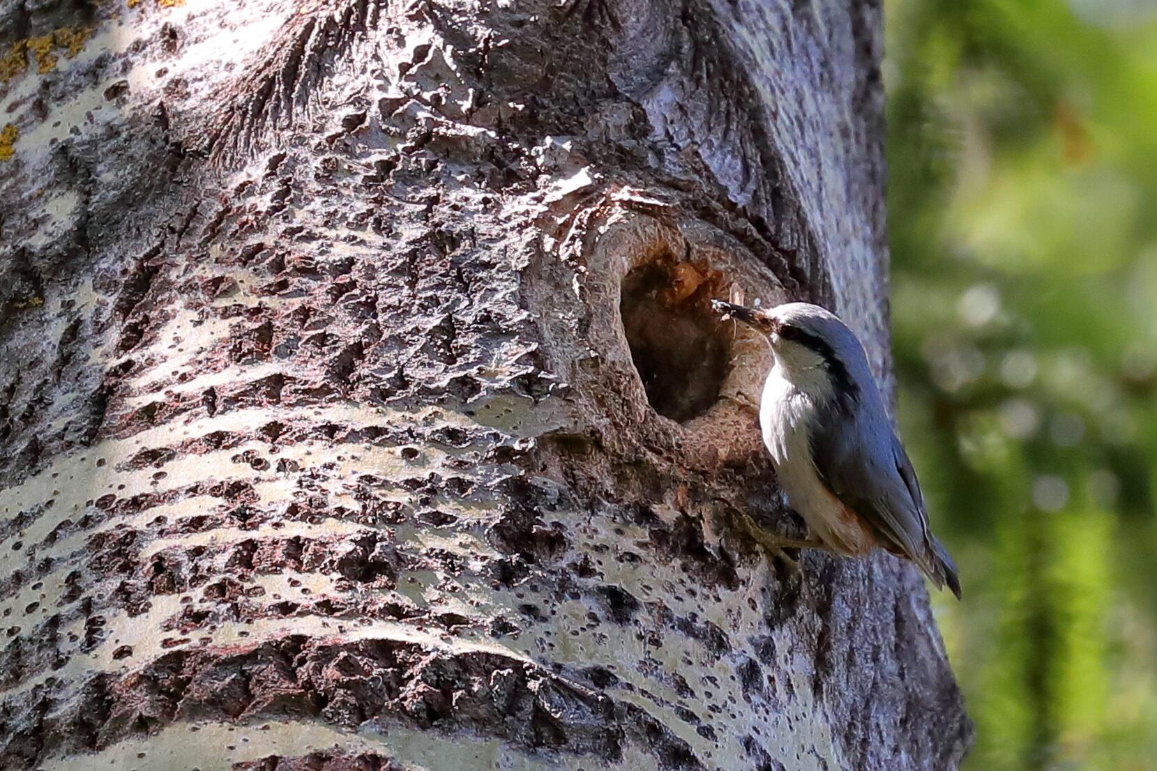 Valokuvaaja: Lasse Kokko