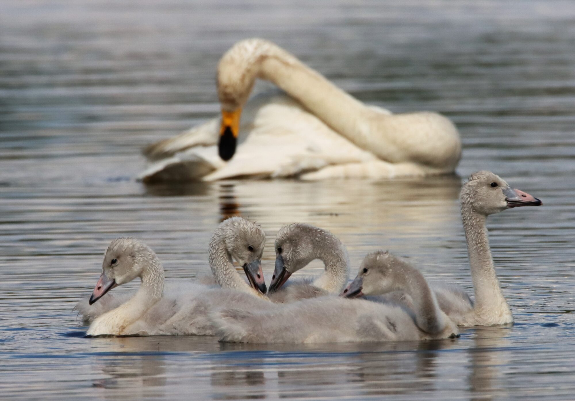 Valokuvaaja: Irja Lehtinen