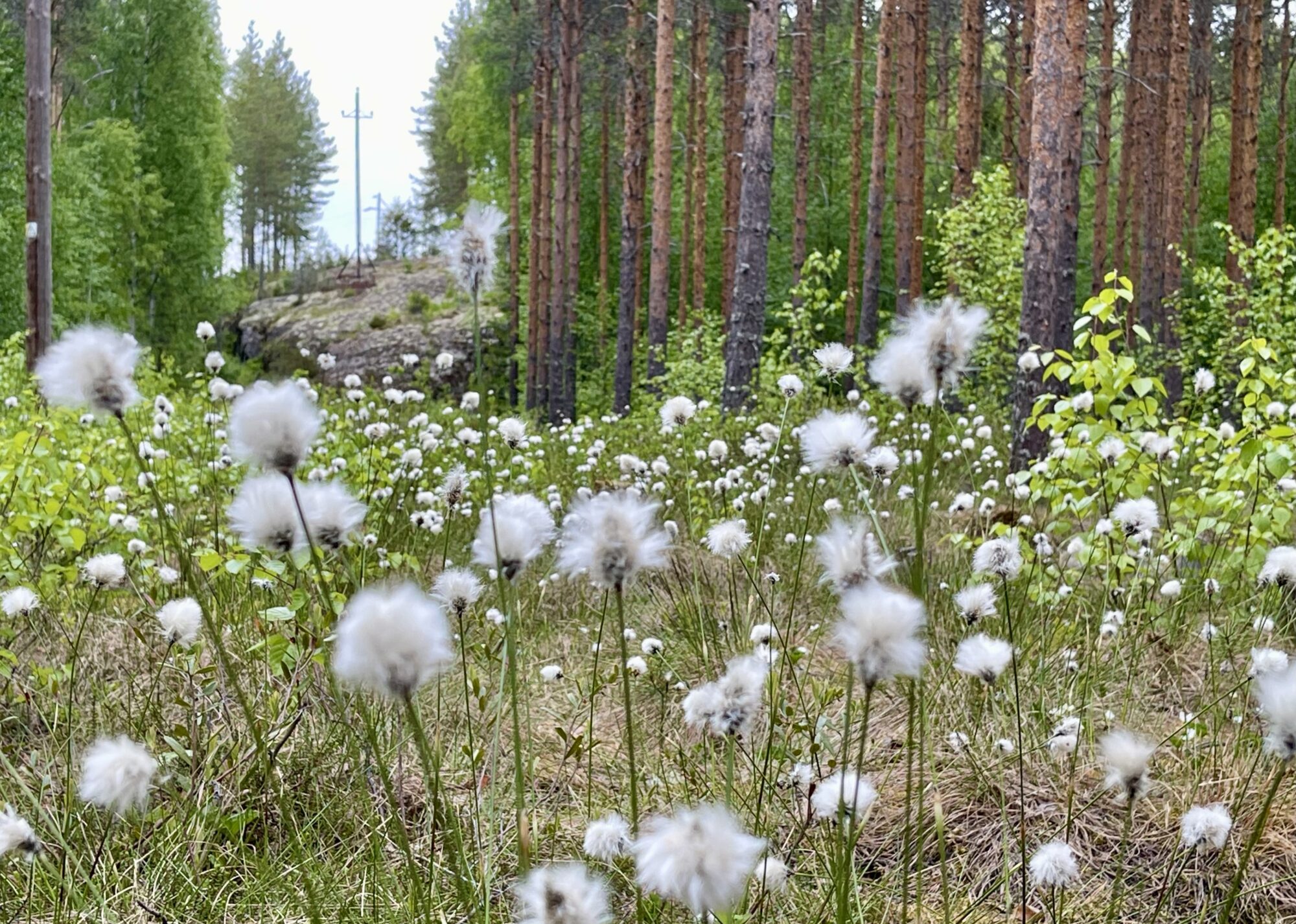 Valokuvaaja: Liisa Niiva-Korpela