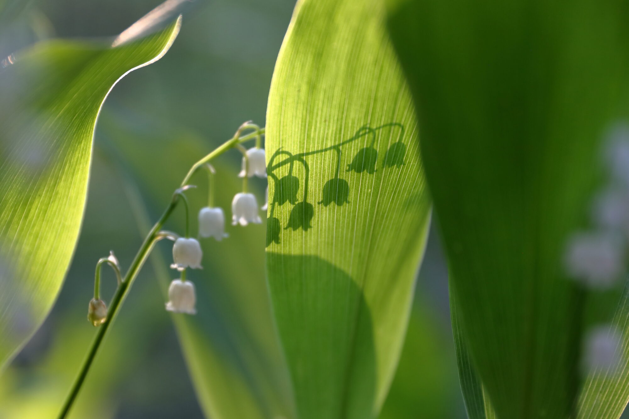 Valokuvaaja: Lasse Kokko