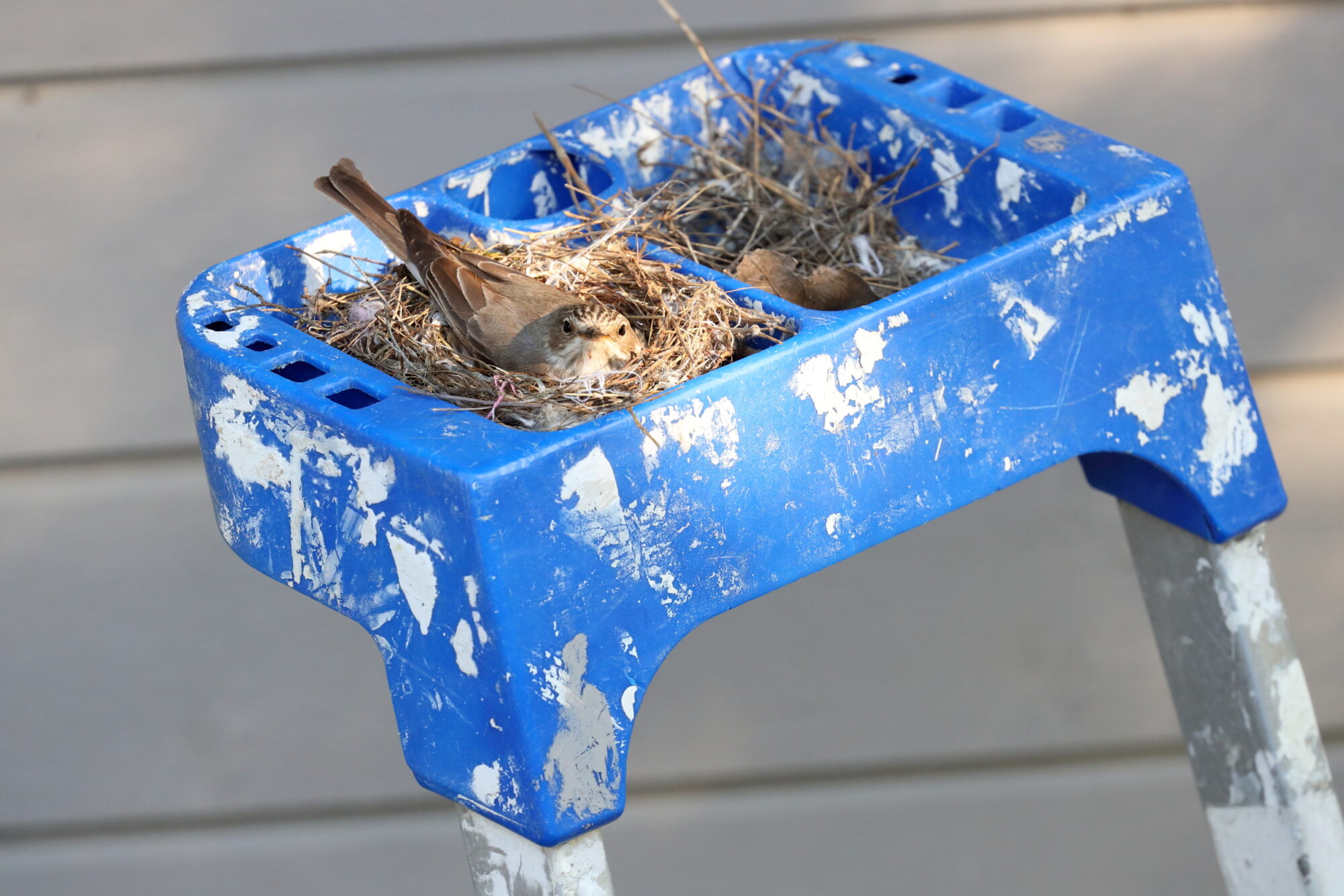 Valokuvaaja: Lasse Kokko