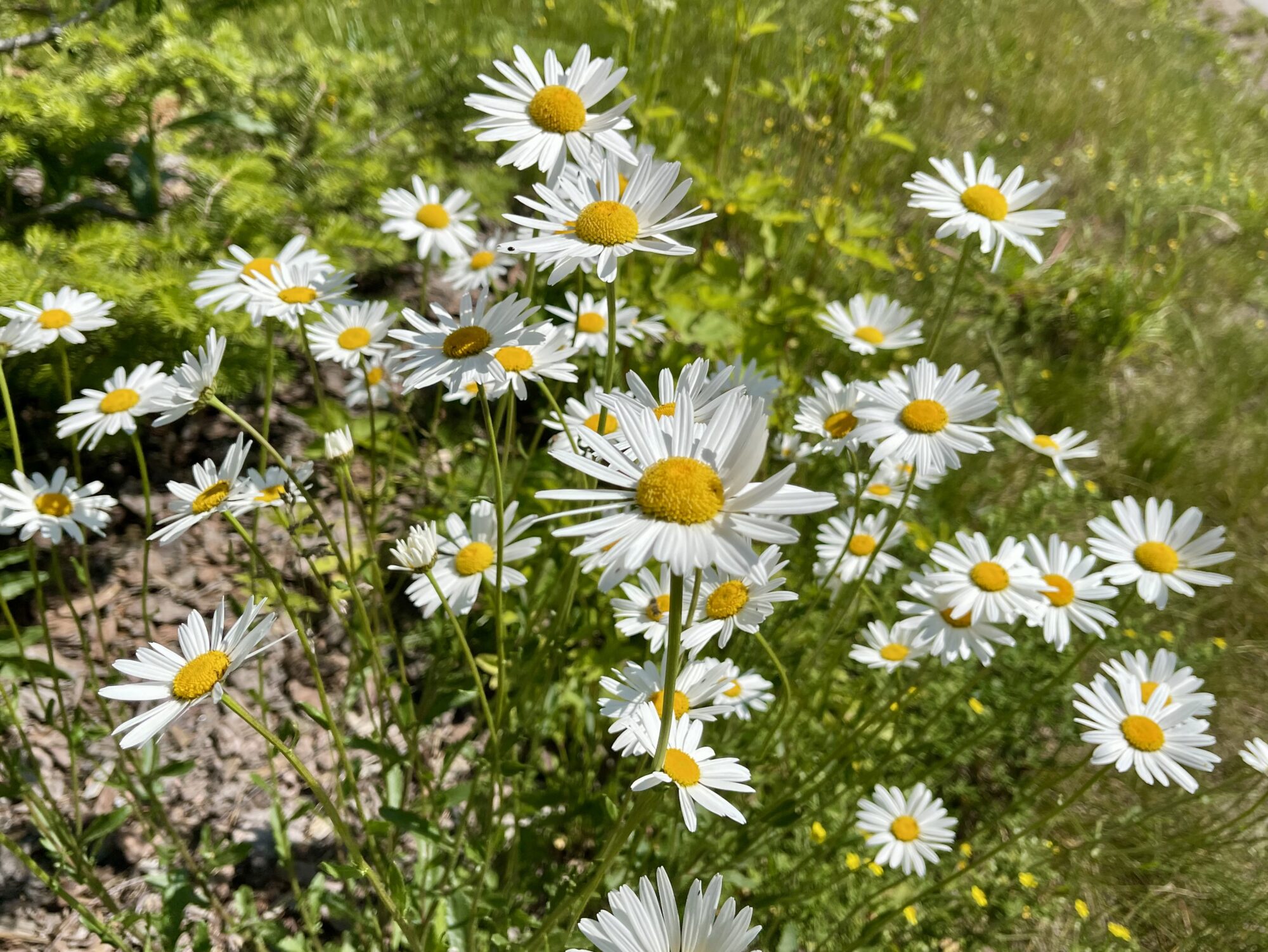 Valokuvaaja: Liisa Niiva-Korpela
