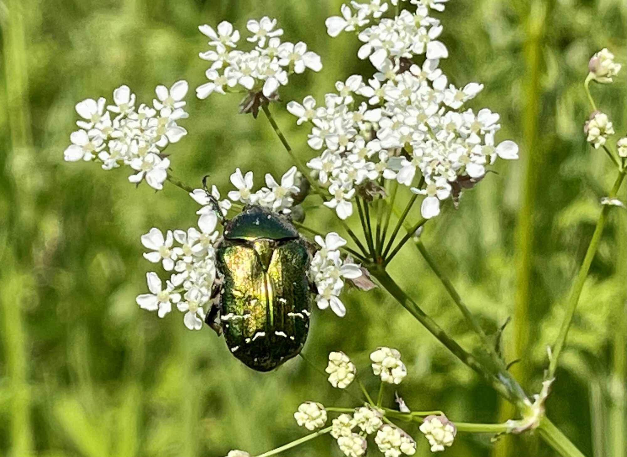 Valokuvaaja: Liisa Niiva-Korpela