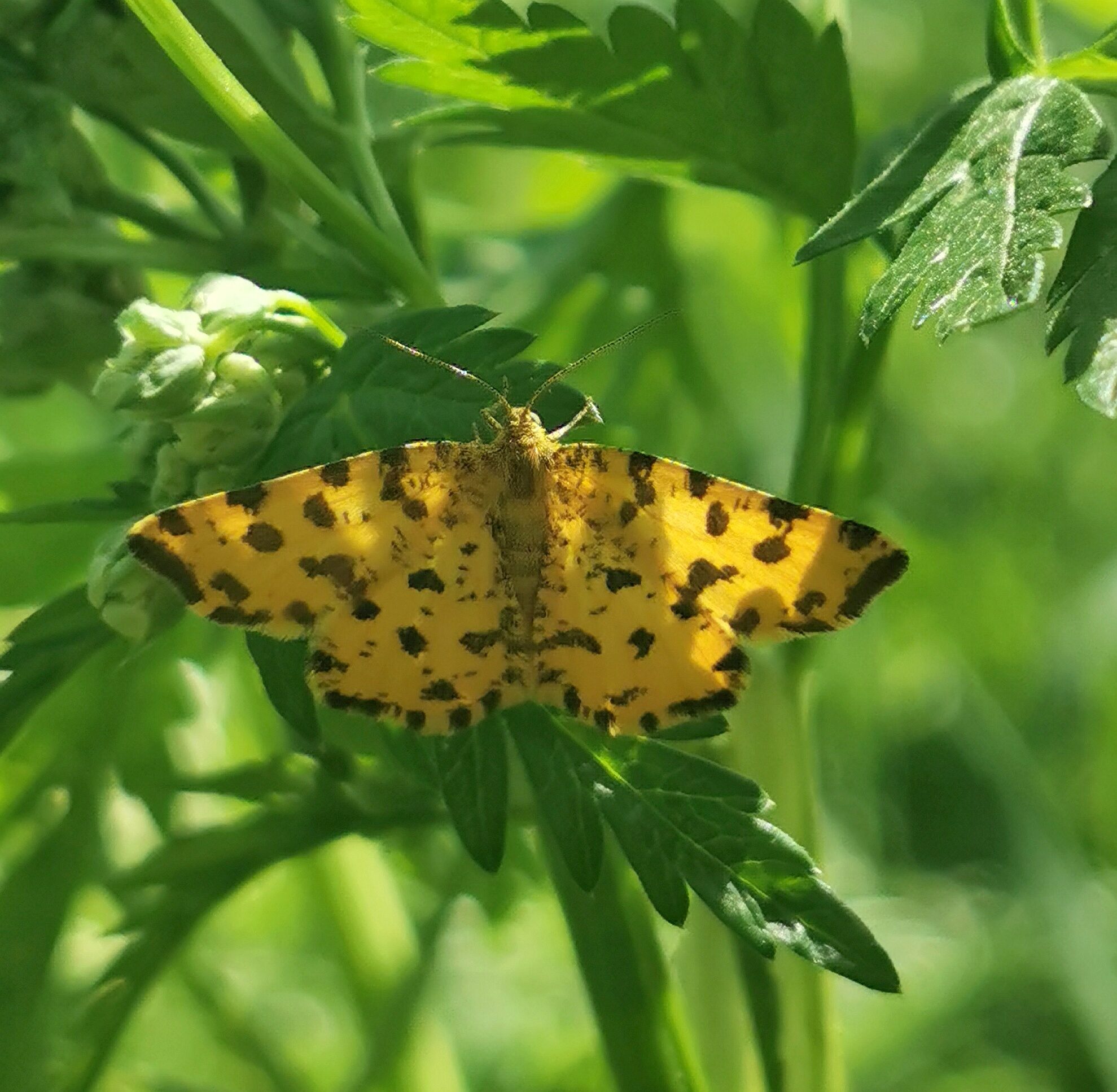 Valokuvaaja: Satu Kuningas