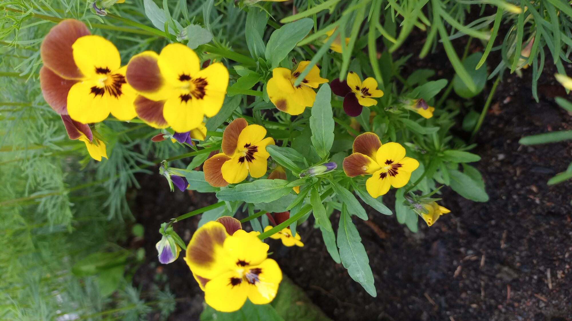 Valokuvaaja: Heli Lehtonen