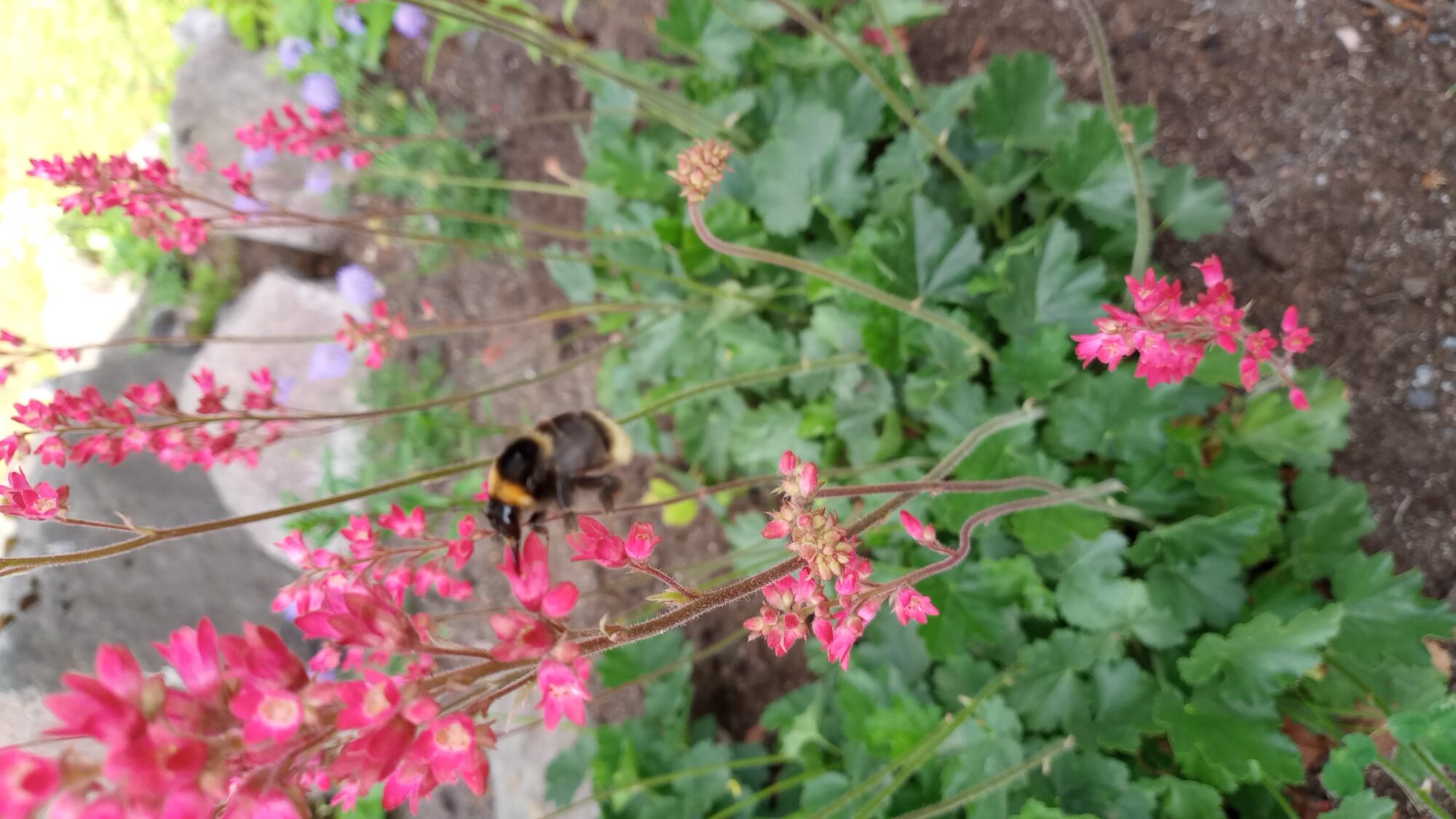 Valokuvaaja: Heli Lehtonen