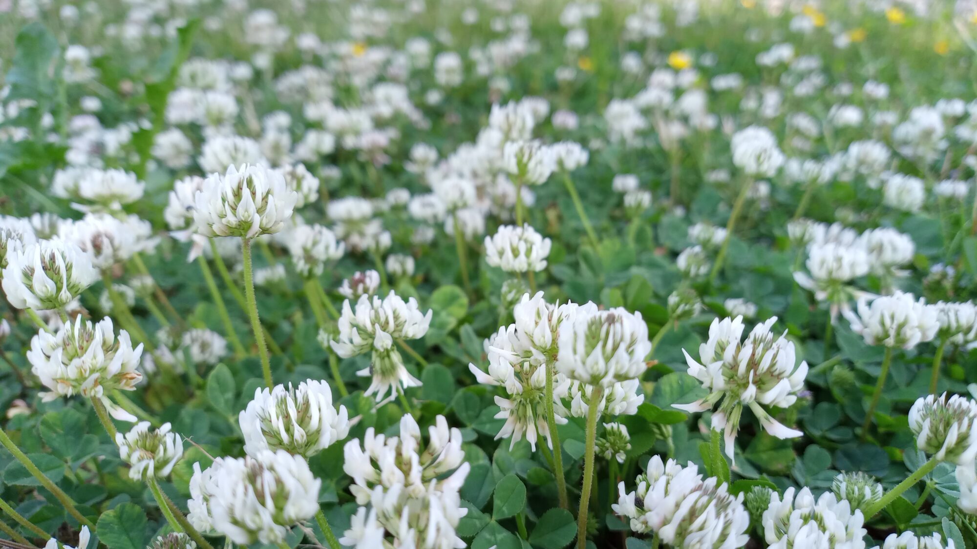 Valokuvaaja: Heli Lehtonen