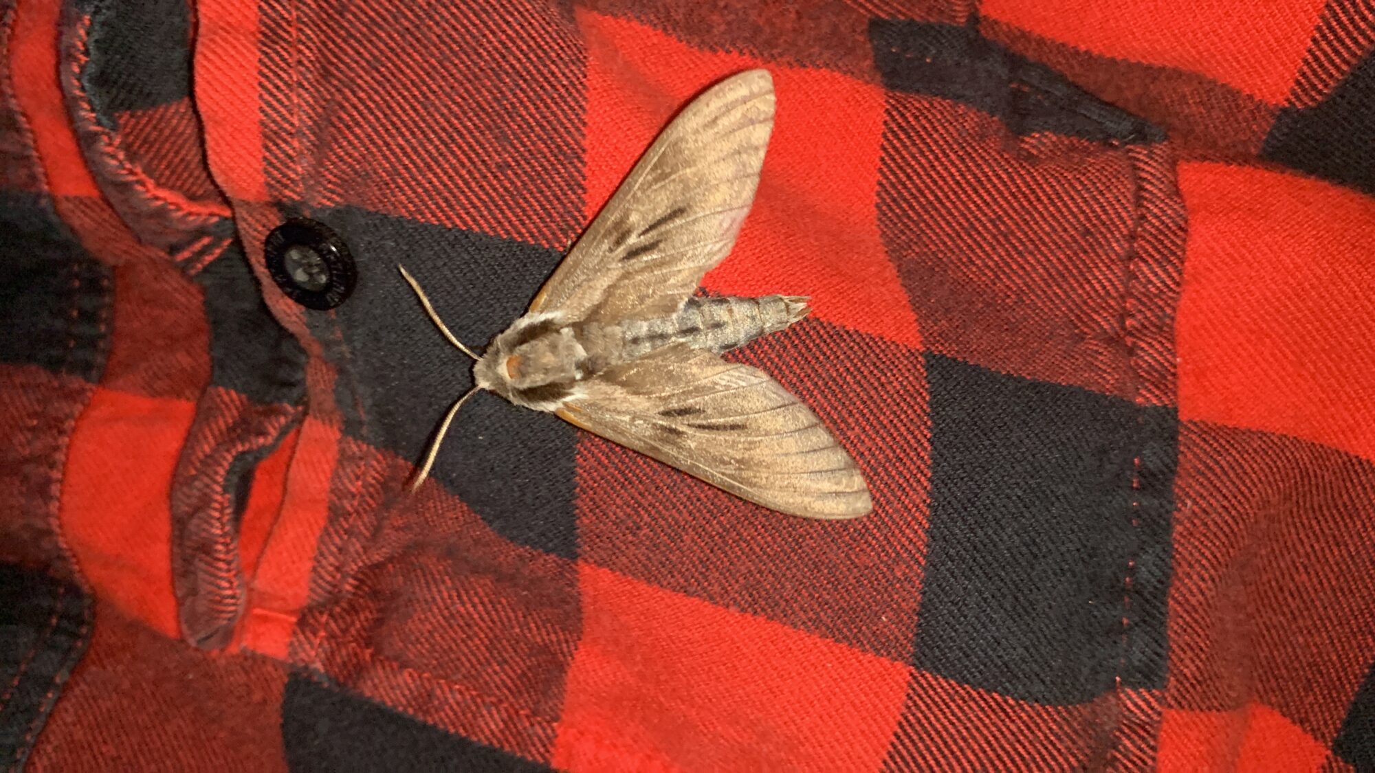 Valokuvaaja: Janne Färm Valokuvaaja: Janne Färm