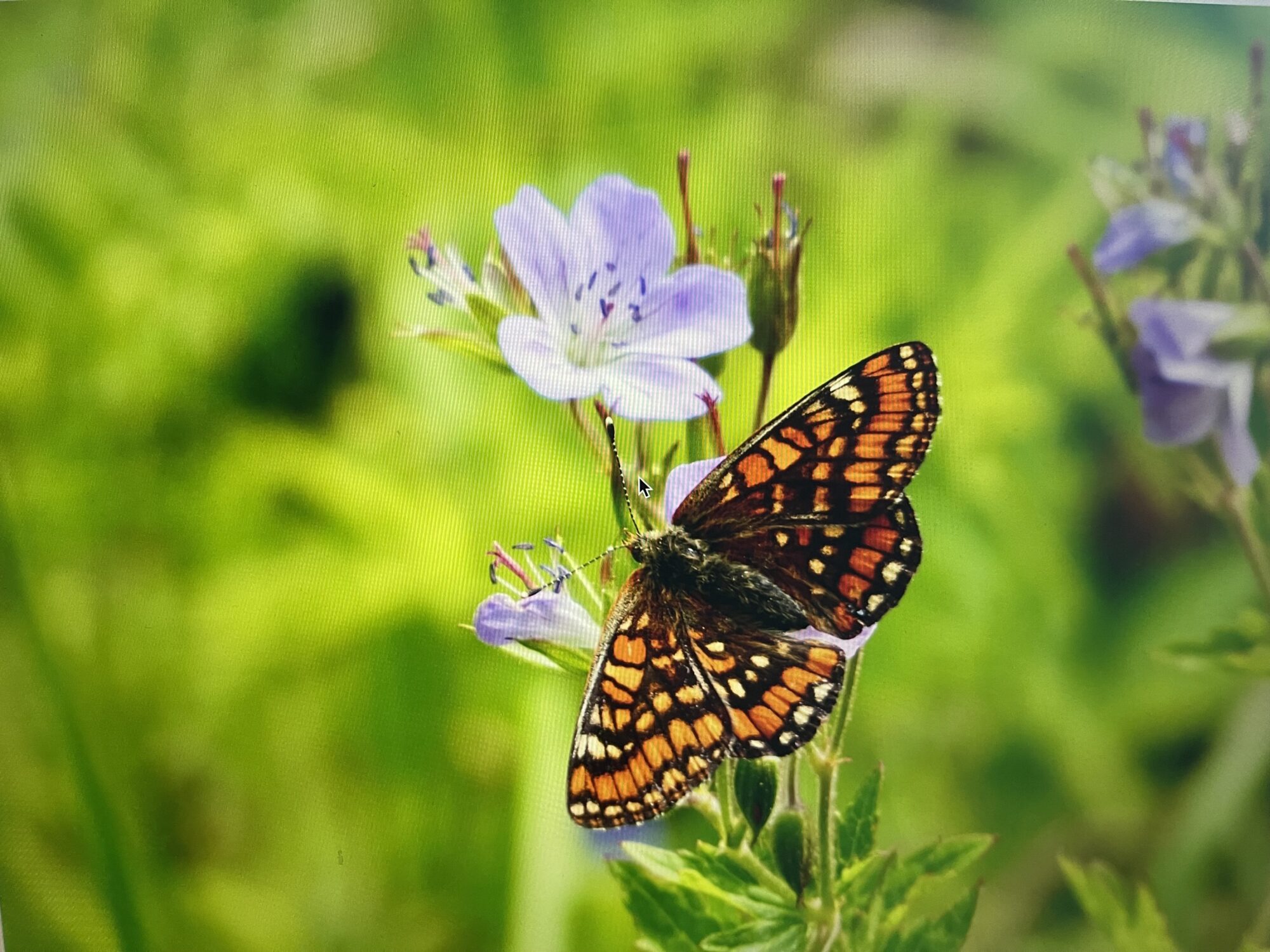 Valokuvaaja: Liisa Niiva-Korpela