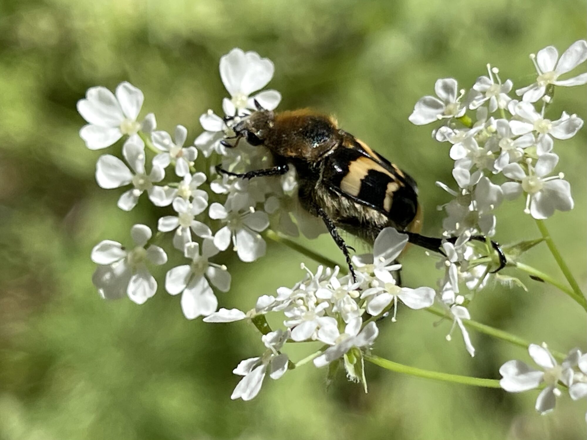 Valokuvaaja: Liisa Niiva-Korpela