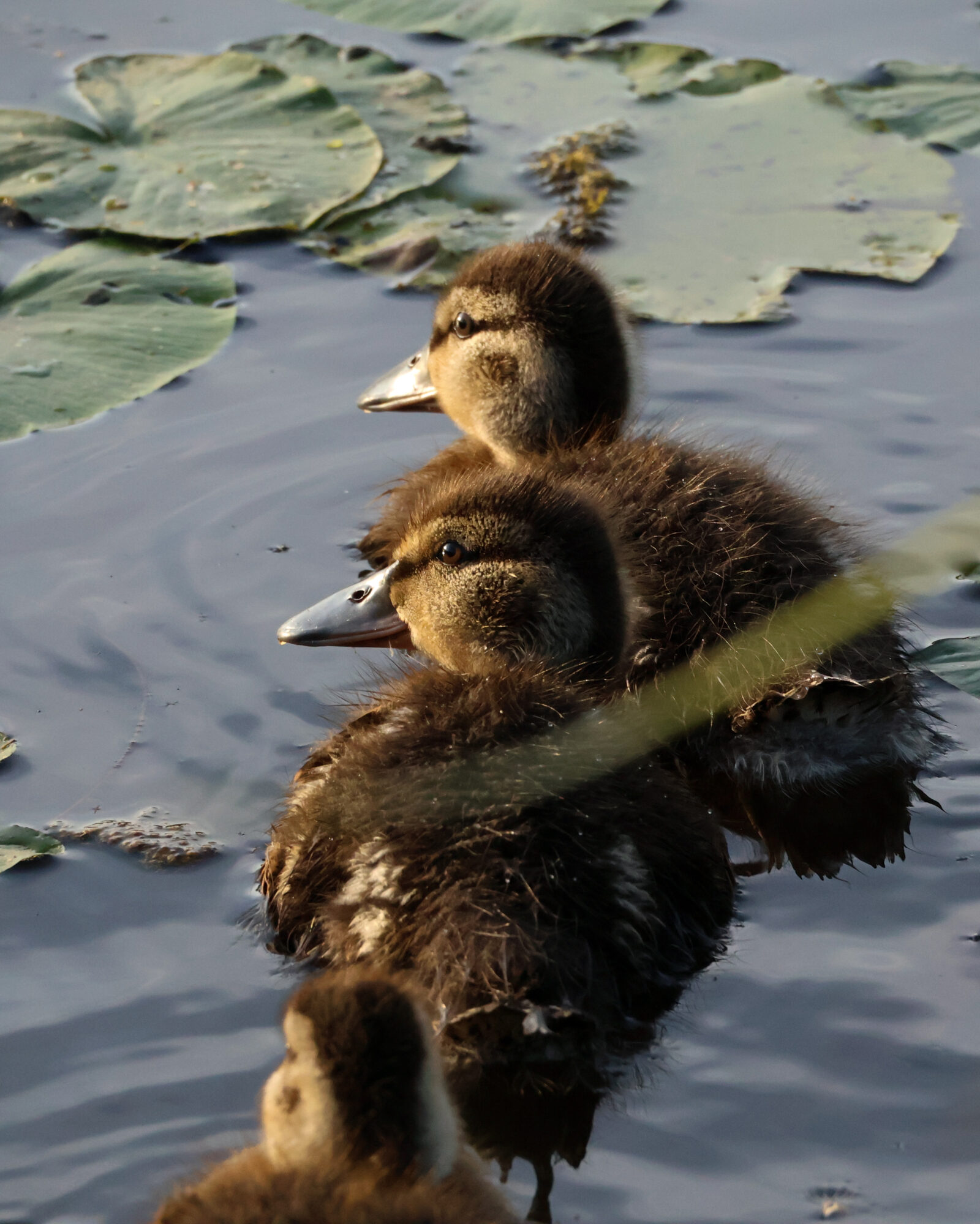 Valokuvaaja: Leevi Halme