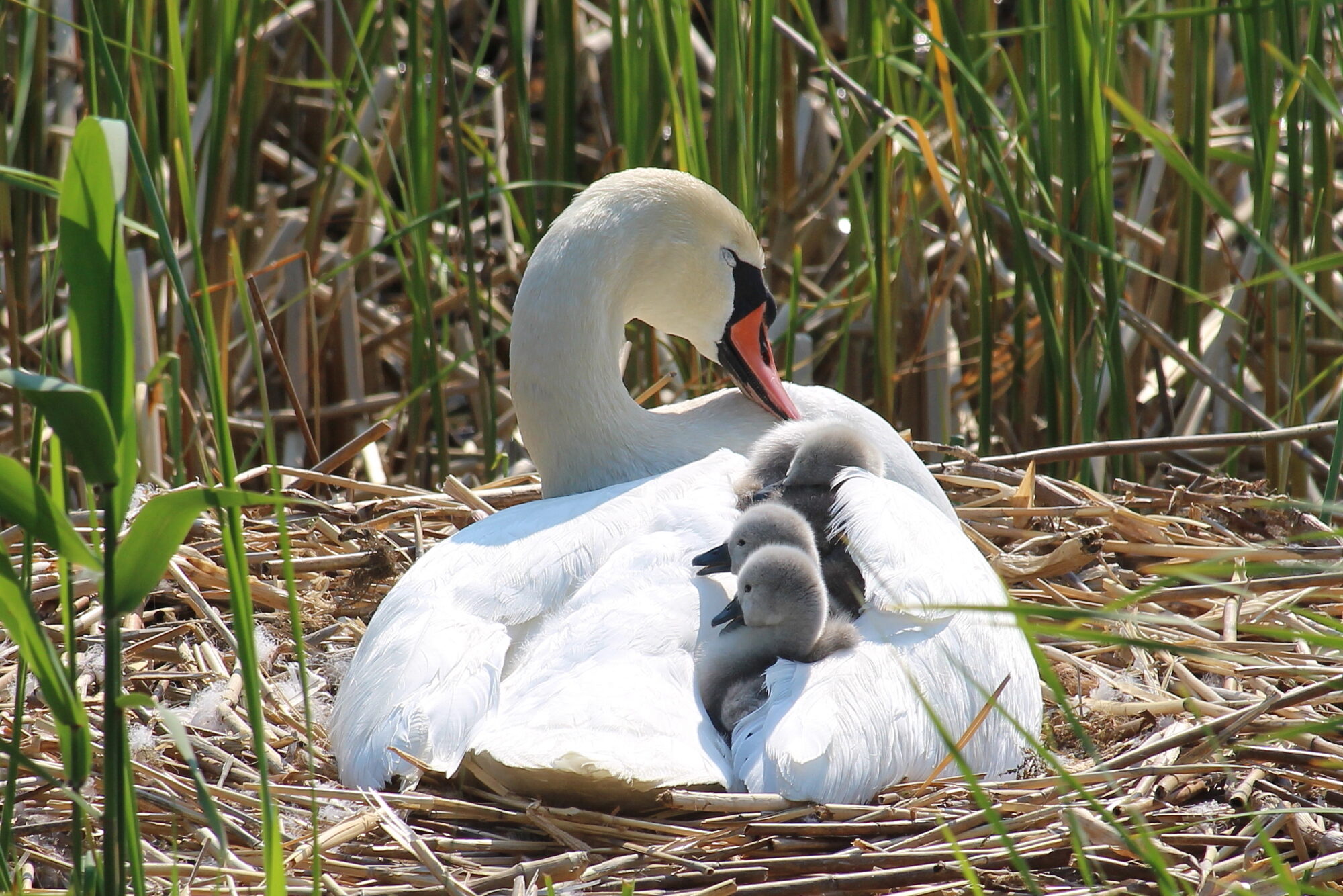 Valokuvaaja: Kirsi-Marja Joenpolvi
