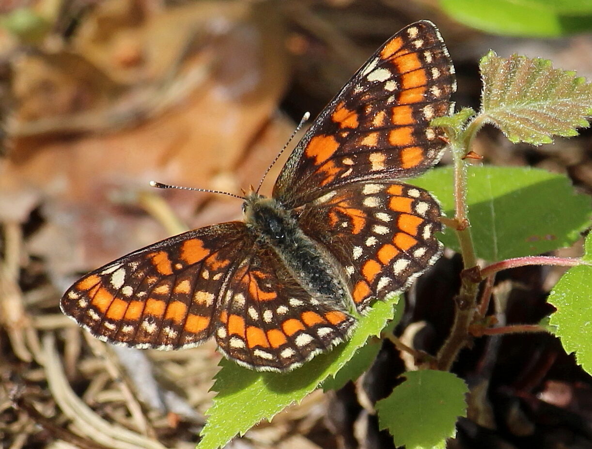 Valokuvaaja: Kirsi-Marja Joenpolvi